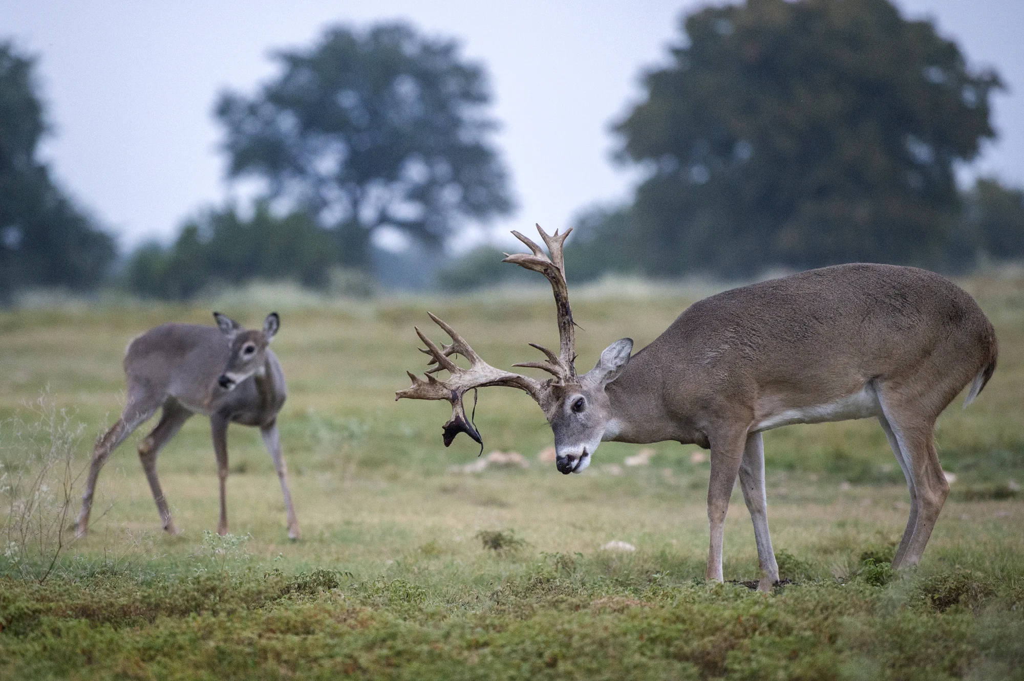 Trophy Whitetail Deer Hunting in Texas at Stone Creek Ranch: Premier Texas Hunting Ranch & Outfitter in Gatesville, TX