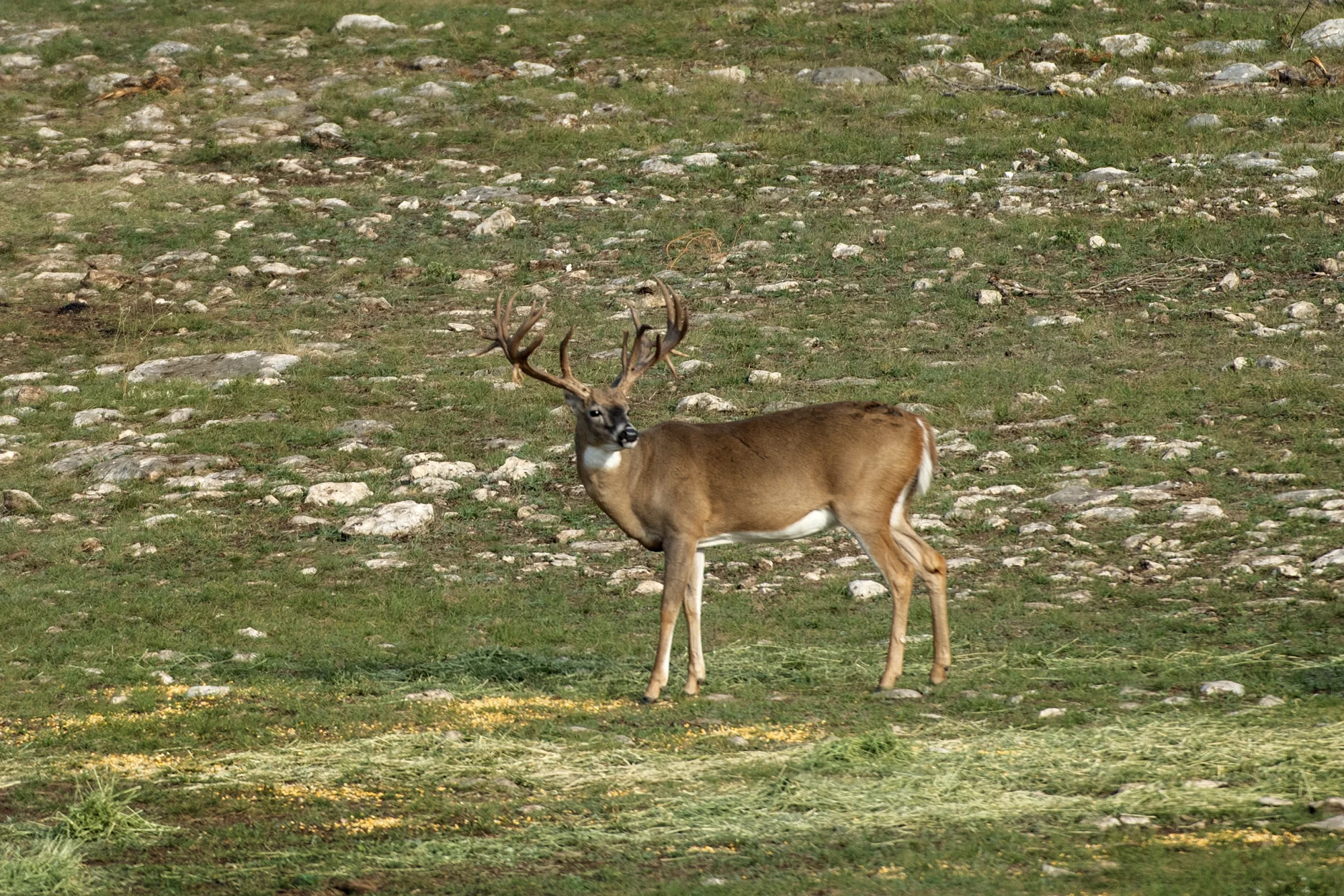 Trophy Whitetail Deer Hunting in Texas at Stone Creek Ranch: Premier Texas Hunting Ranch & Outfitter in Gatesville, TX