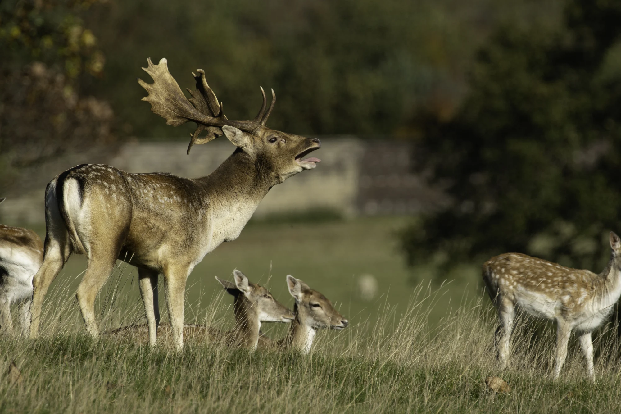 Fallow Deer Hunting in Texas at Stone Creek Ranch: Premier Texas Hunting Ranch & Outfitter in Gatesville, TX