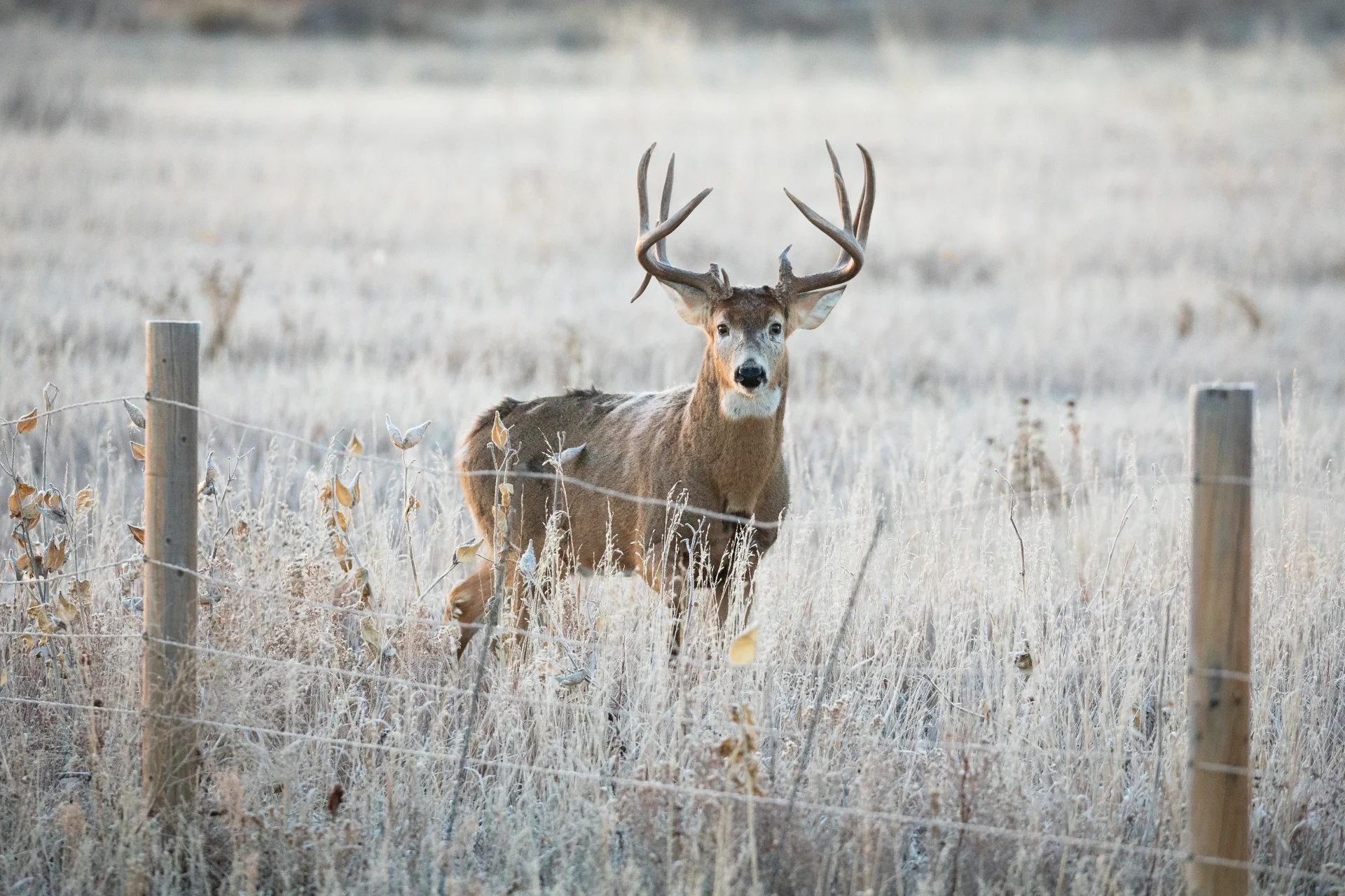 Trophy Whitetail Hunting in Texas - Stone Creek Ranch: Premier Texas Hunting Ranch & Outfitter in Gatesville, TX