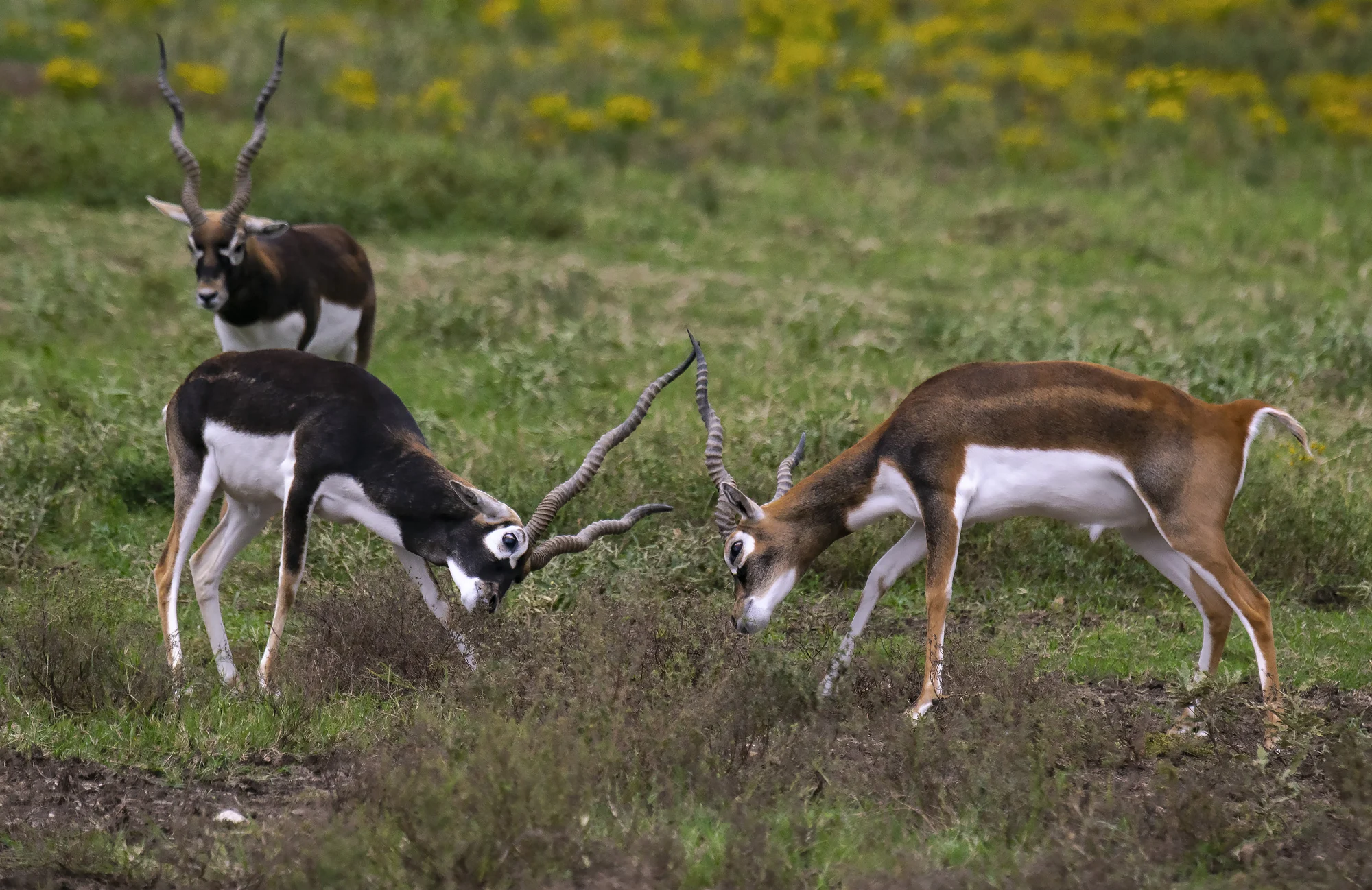 Blackbuck Hunting in Texas at Stone Creek Ranch: Premier Texas Hunting Ranch & Outfitter in Gatesville, TX