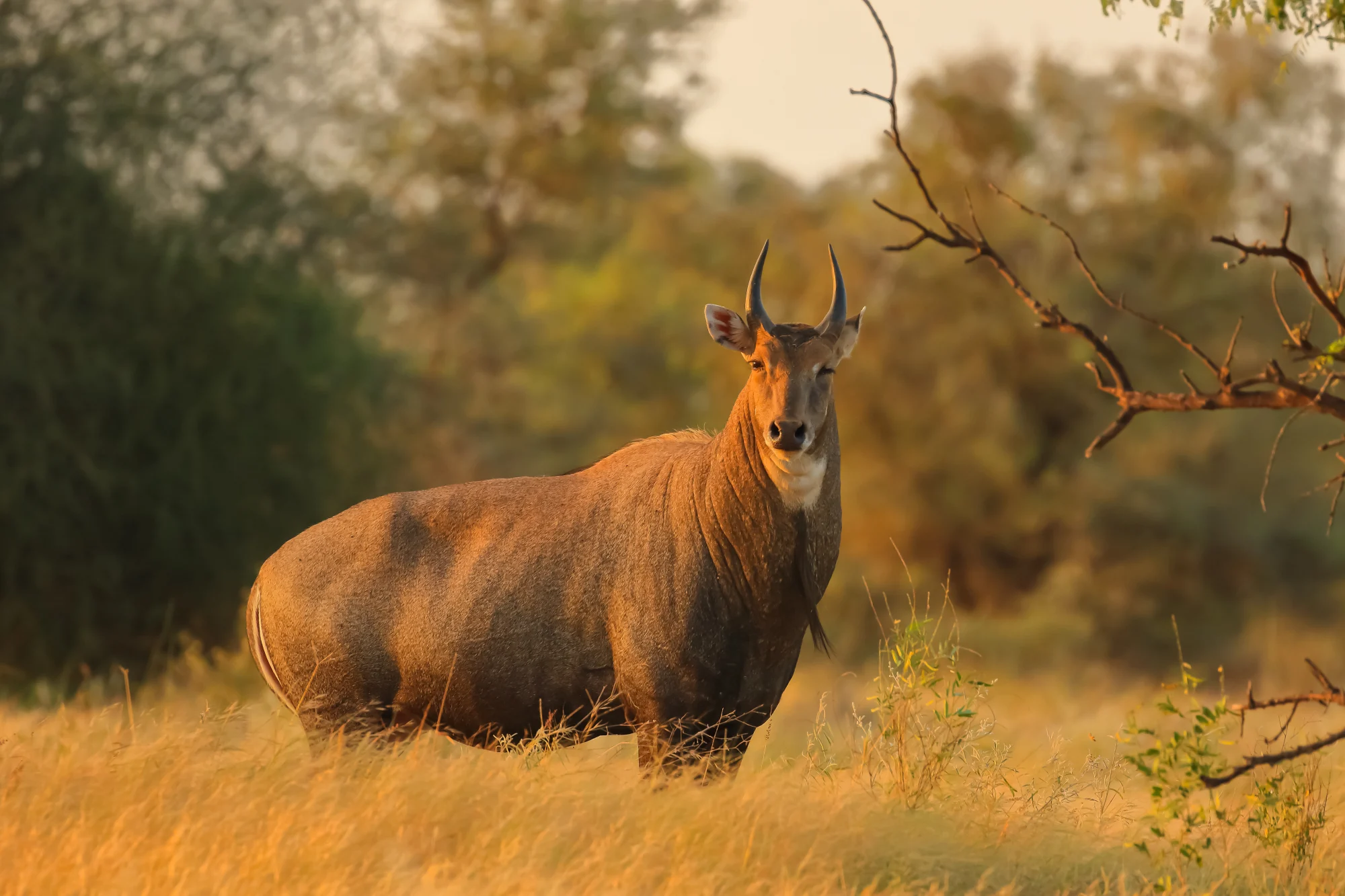 Nilgai Hunting in Texas at Stone Creek Ranch: Premier Texas Hunting Ranch & Outfitter in Gatesville, TX