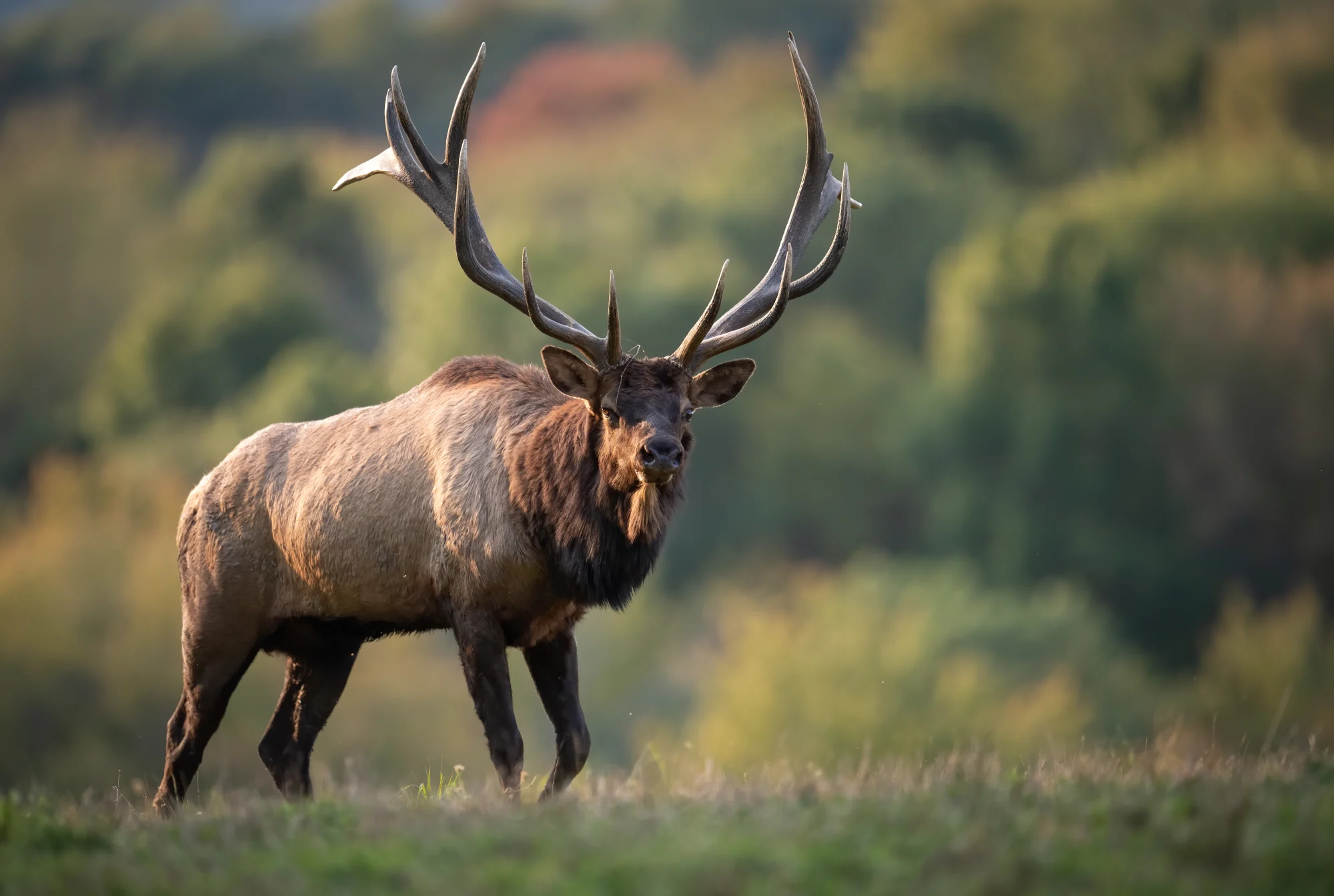 Elk Hunting in Texas at Stone Creek Ranch: Premier Texas Hunting Ranch & Outfitter in Gatesville, TX