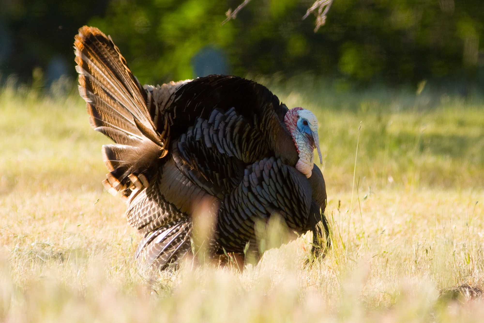 Turkey Hunting in Texas at Stone Creek Ranch: Premier Texas Hunting Ranch & Outfitter in Gatesville, TX