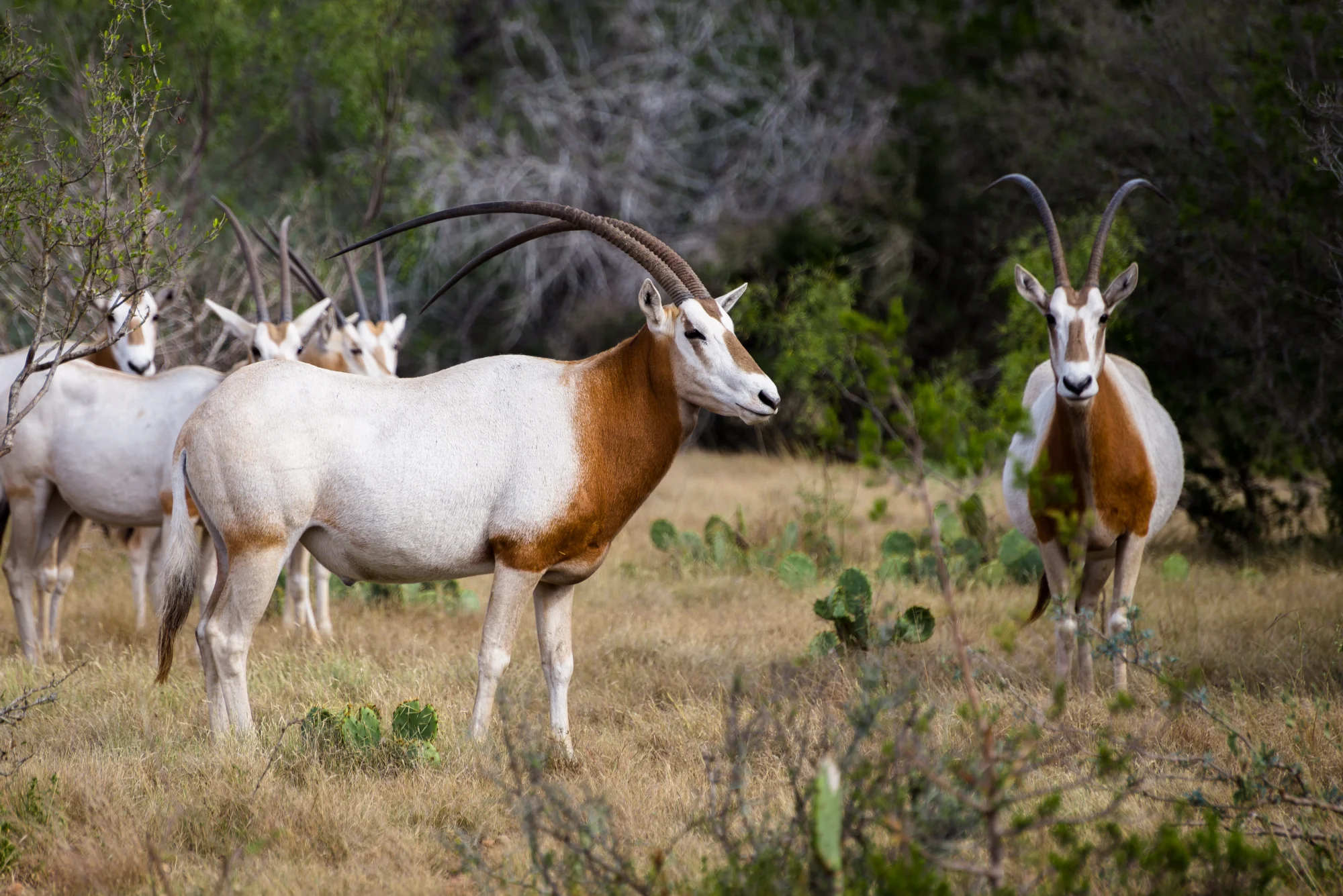 Oryx Hunting in Texas at Stone Creek Ranch: Premier Texas Hunting Ranch & Outfitter in Gatesville, TX