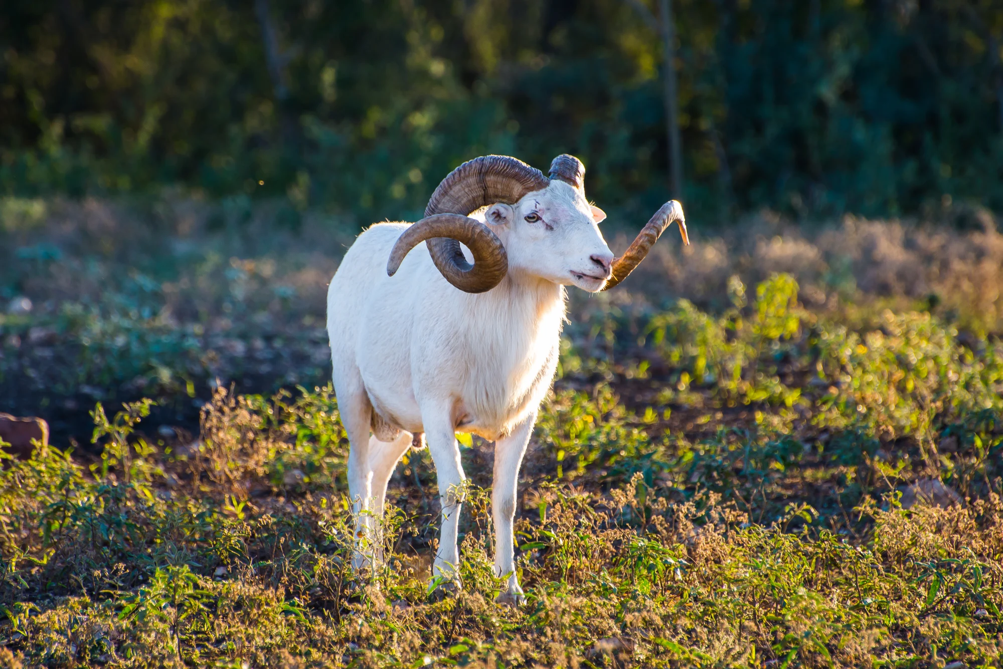Dall Sheep Hunting at Stone Creek Ranch: Premier Texas Hunting Ranch & Outfitter in Gatesville, TX