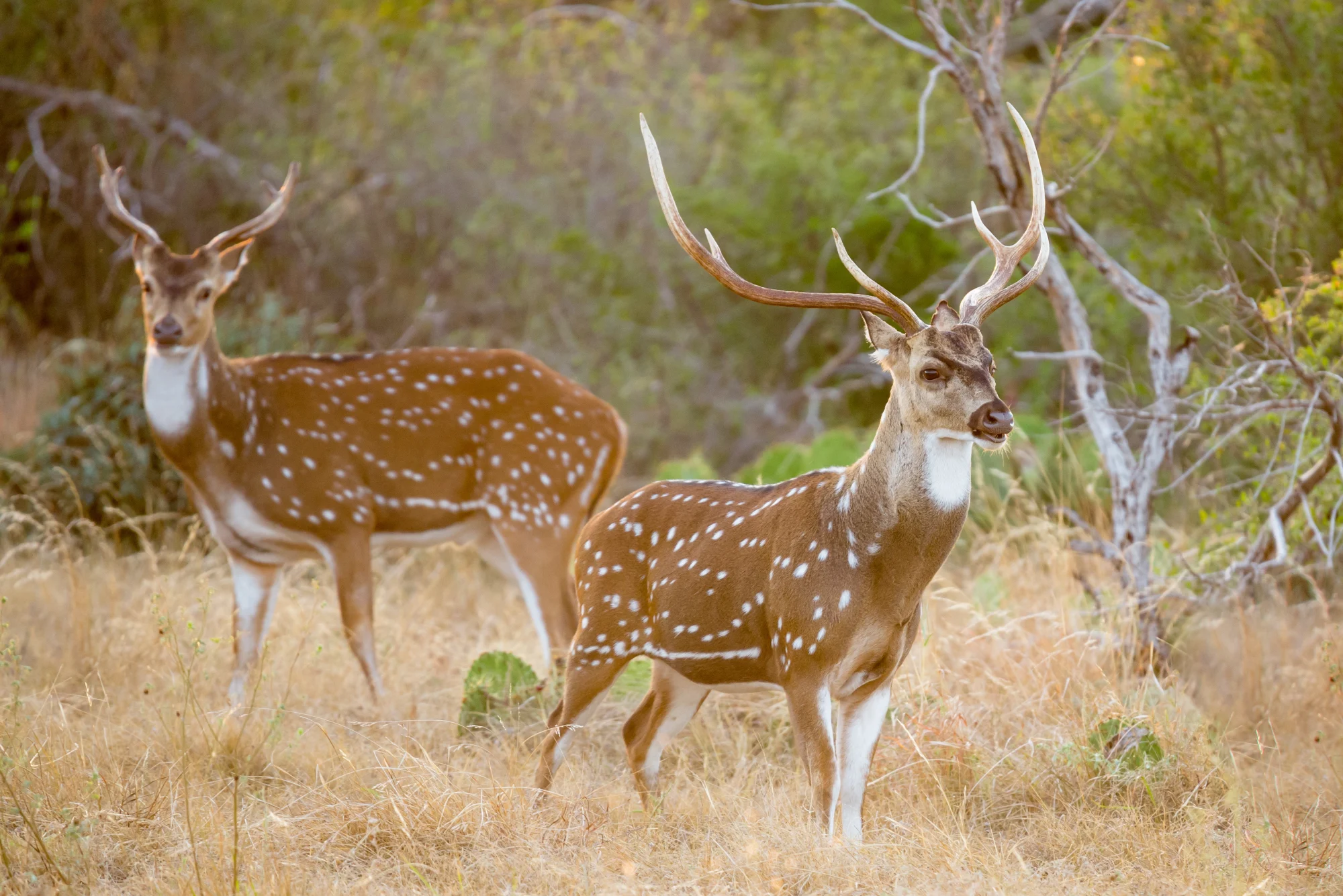 Axis Deer Hunting in Texas at Stone Creek Ranch: Premier Texas Hunting Ranch & Outfitter in Gatesville, TX