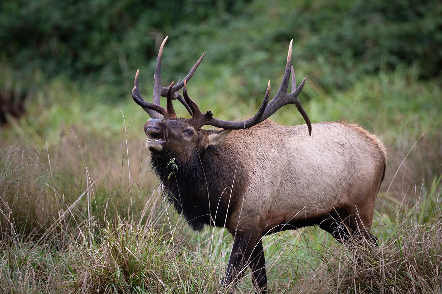 Elk Hunting in Texas - Stone Creek Ranch: Premier Texas Hunting Ranch & Outfitter in Gatesville, TX