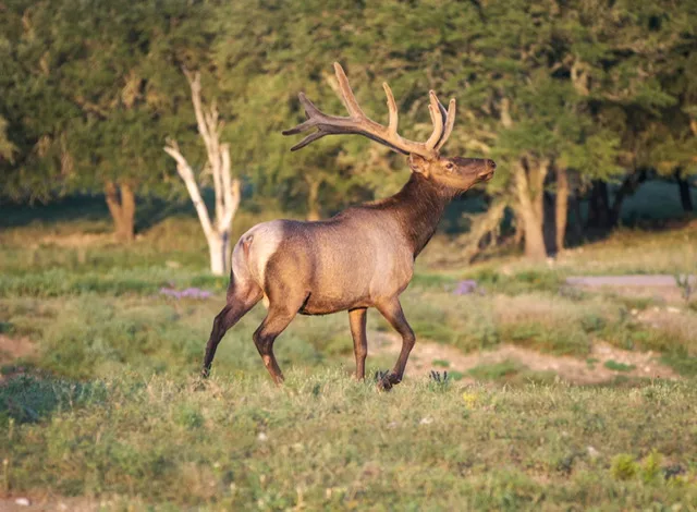 Trophy Elk Hunting in Texas - Stone Creek Ranch: Premier Texas Hunting Ranch & Outfitter in Gatesville, TX
