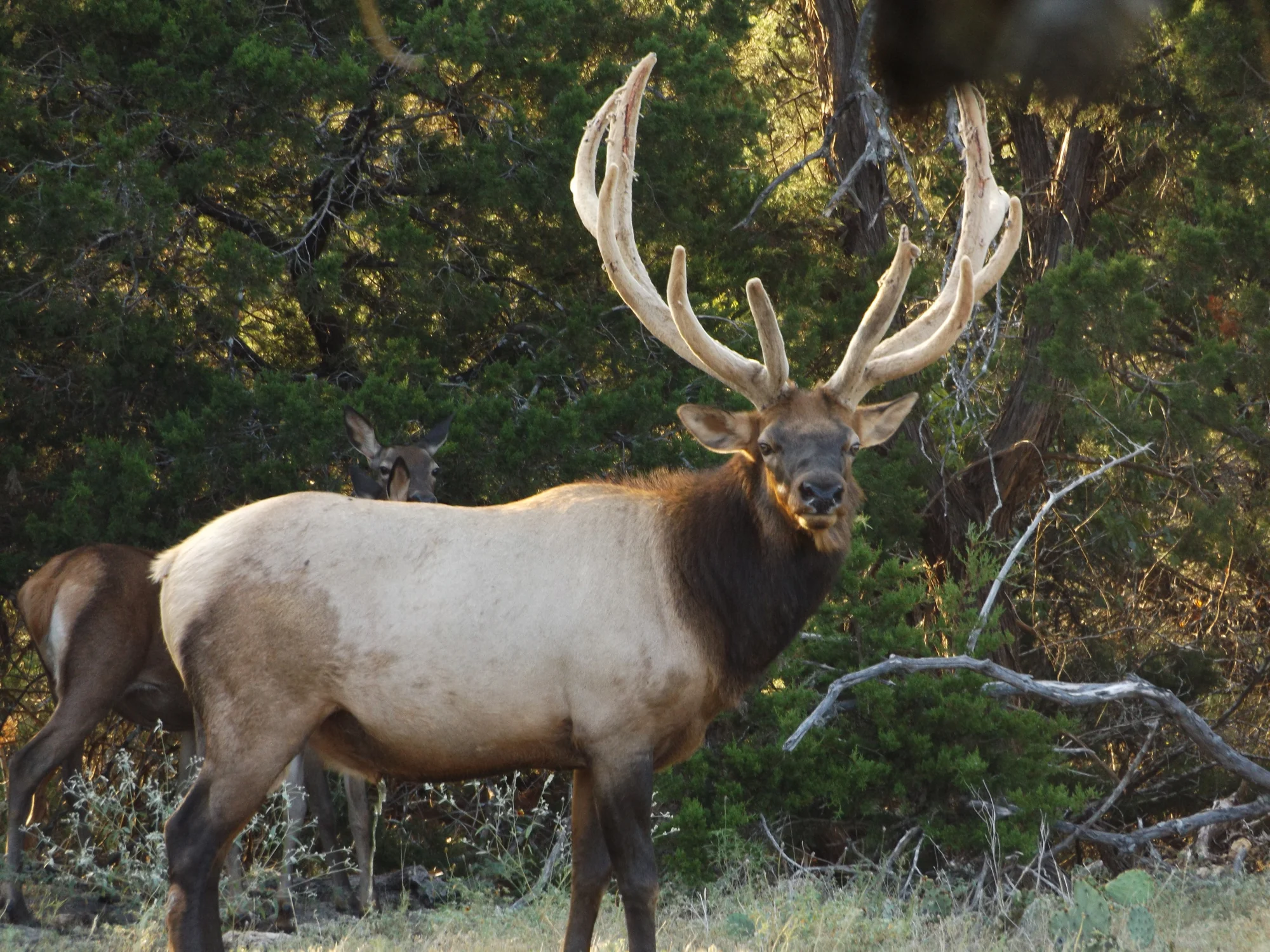 Elk Hunting in Texas - Stone Creek Ranch: Premier Texas Hunting Ranch & Outfitter in Gatesville, TX