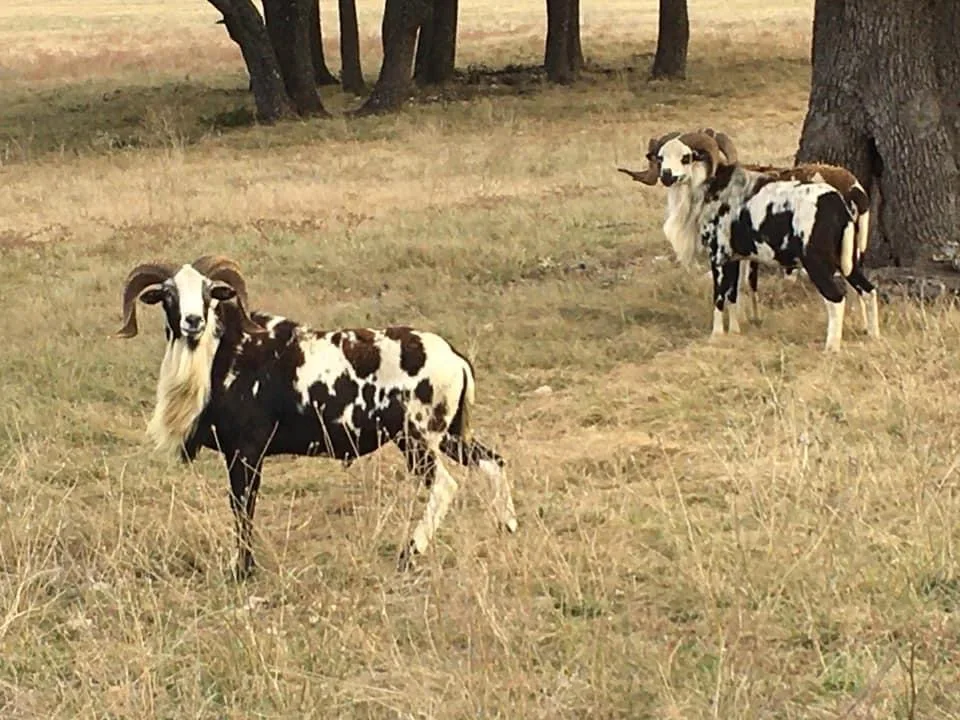 Painted Ram Hunting in Texas at Stone Creek Ranch: Premier Texas Hunting Ranch & Outfitter in Gatesville, TX