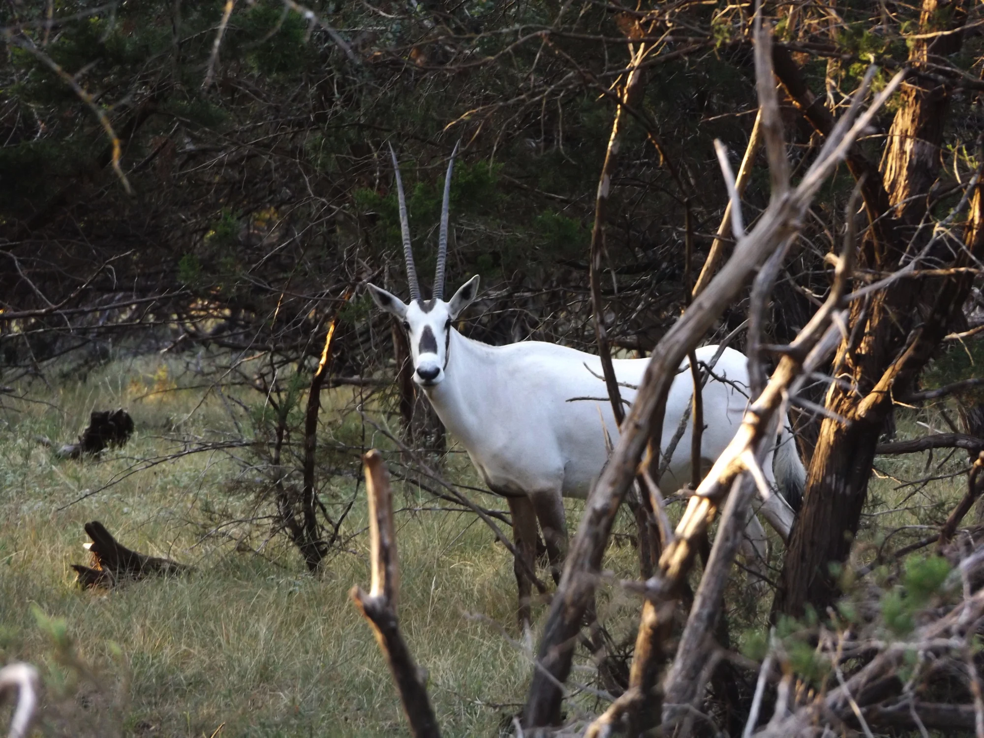 Arabian Oryx Hunting in Texas at Stone Creek Ranch: Premier Texas Hunting Ranch & Outfitter in Gatesville, TX