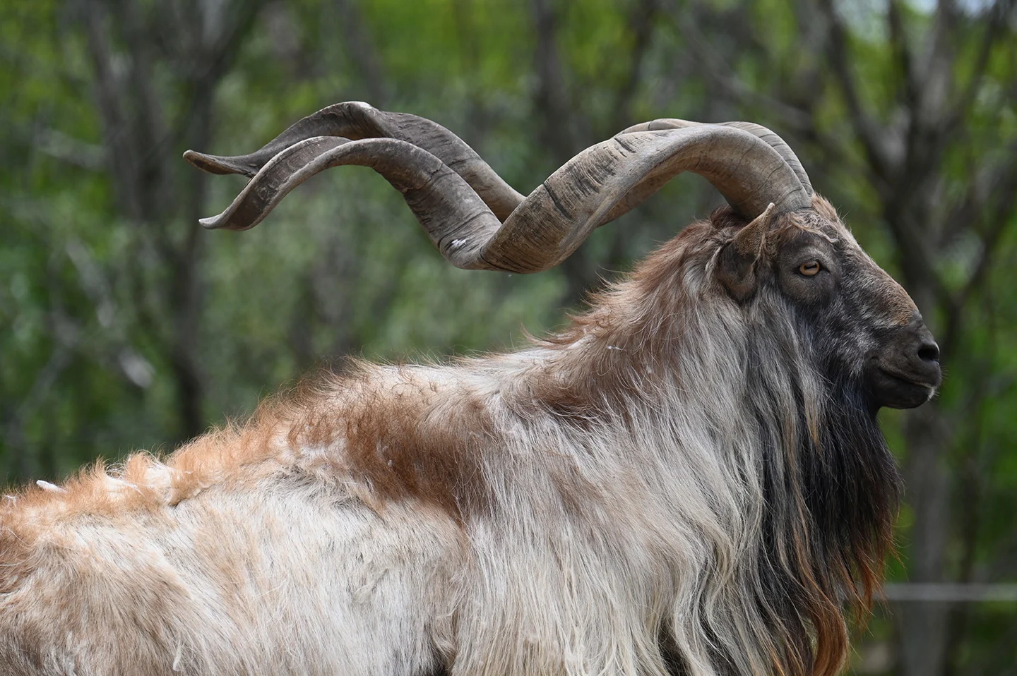 Markhor Hunting - Stone Creek Ranch: Premier Texas Hunting Ranch & Outfitter in Gatesville, TX