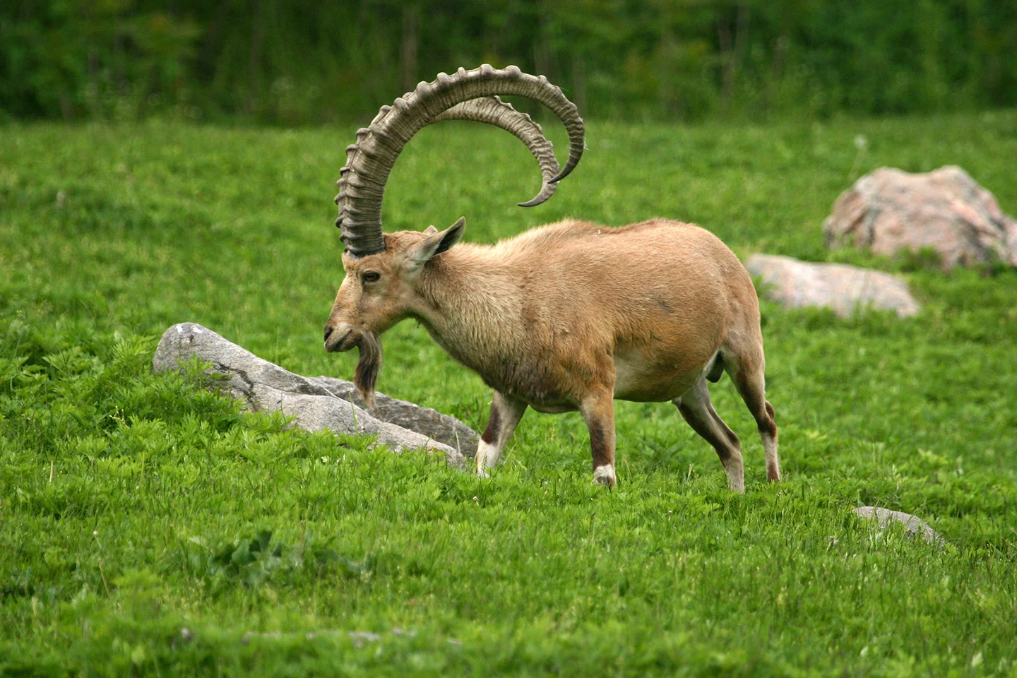 Nubian Ibex Hunting in Texas at Stone Creek Ranch: Premier Texas Hunting Ranch & Outfitter in Gatesville, TX