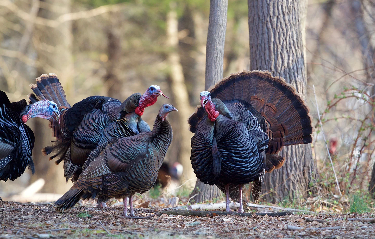 Rio Grande Turkey Hunting in Texas - Stone Creek Ranch: Premier Texas Hunting Ranch & Outfitter in Gatesville, TX