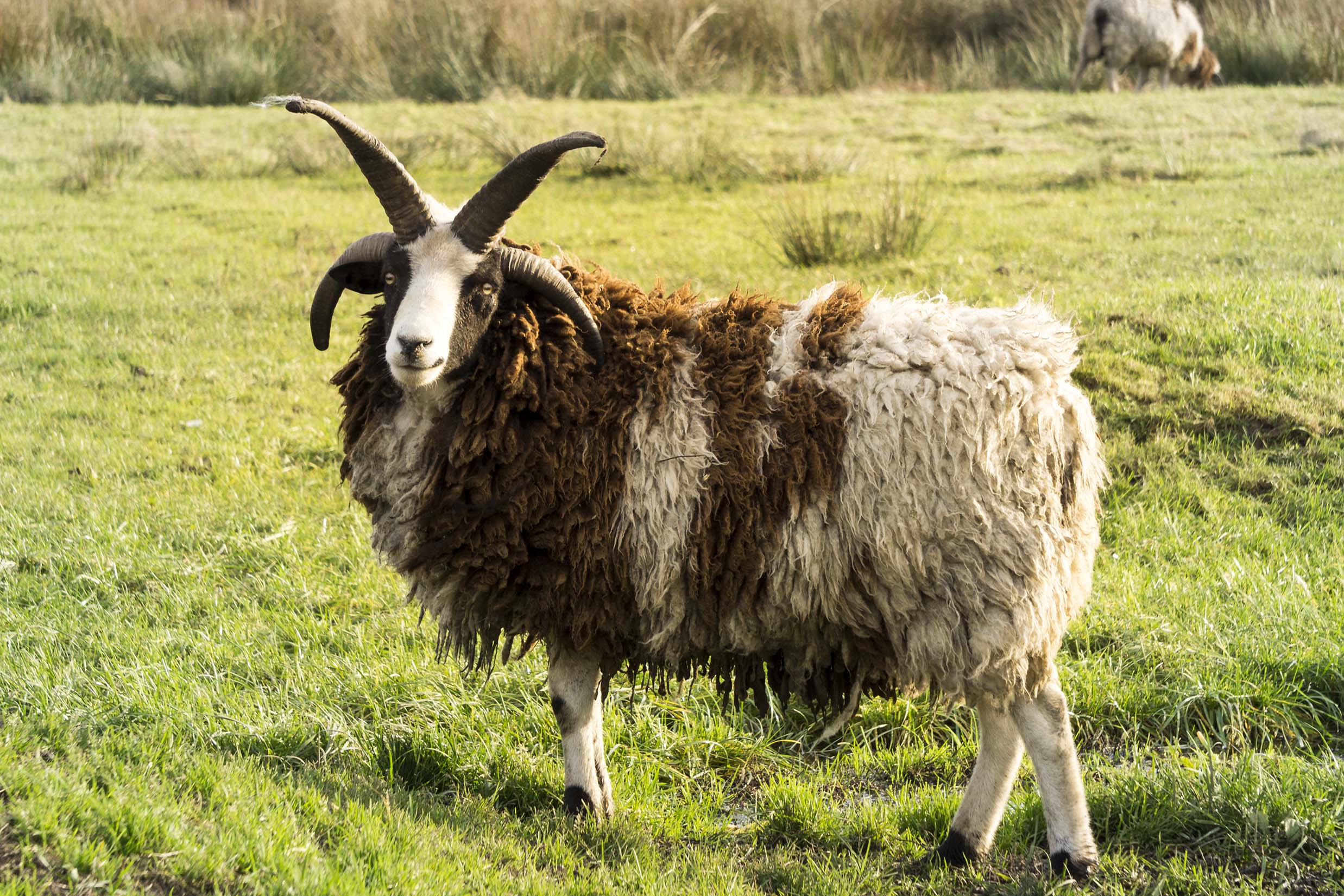 Texas Jacobs 4 Horned Ram Hunting - Stone Creek Hunting Ranch Gatesville, TX-2