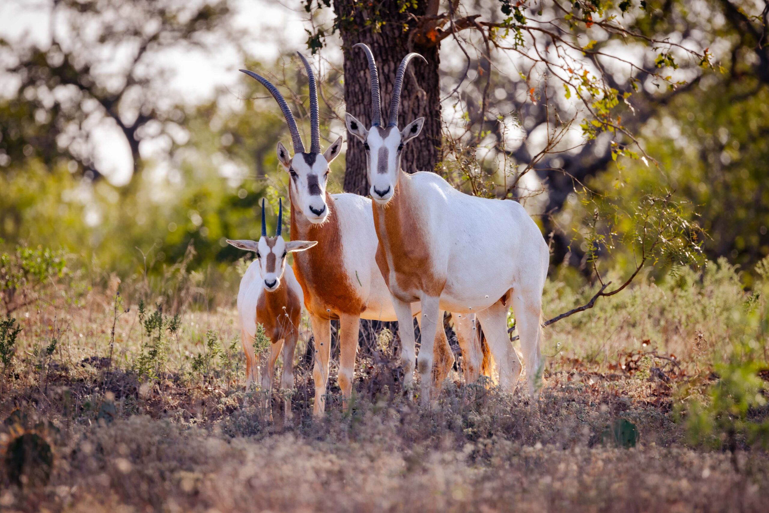 Texas Scimitar Oryx Hunting - Stone Creek Hunting Ranch Gatesville, TX-2
