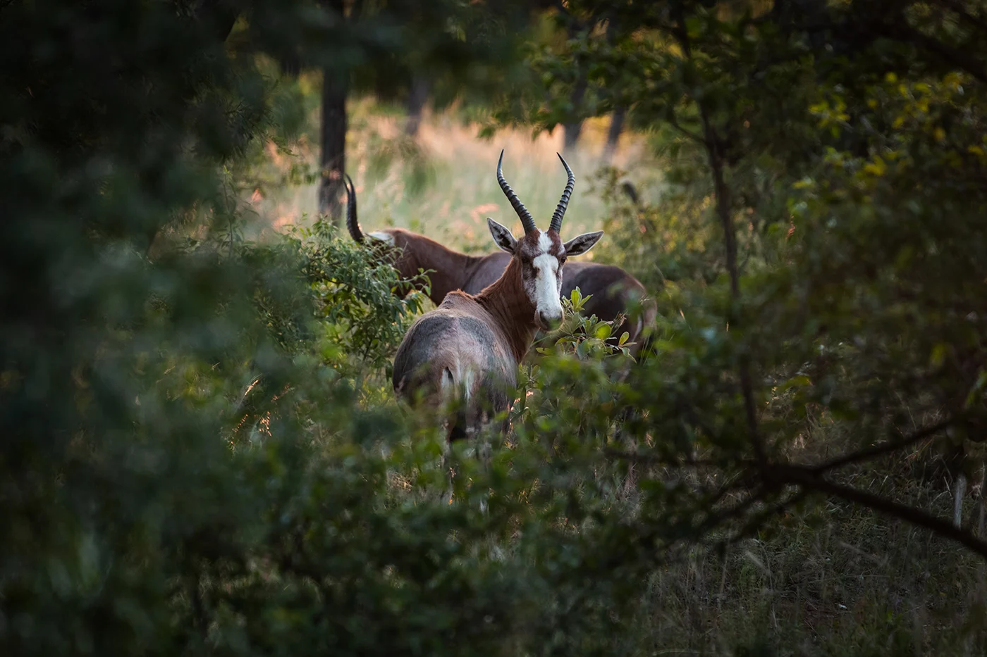 Blesbok Hunting in Texas at Stone Creek Ranch: Premier Texas Hunting Ranch & Outfitter in Gatesville, TX