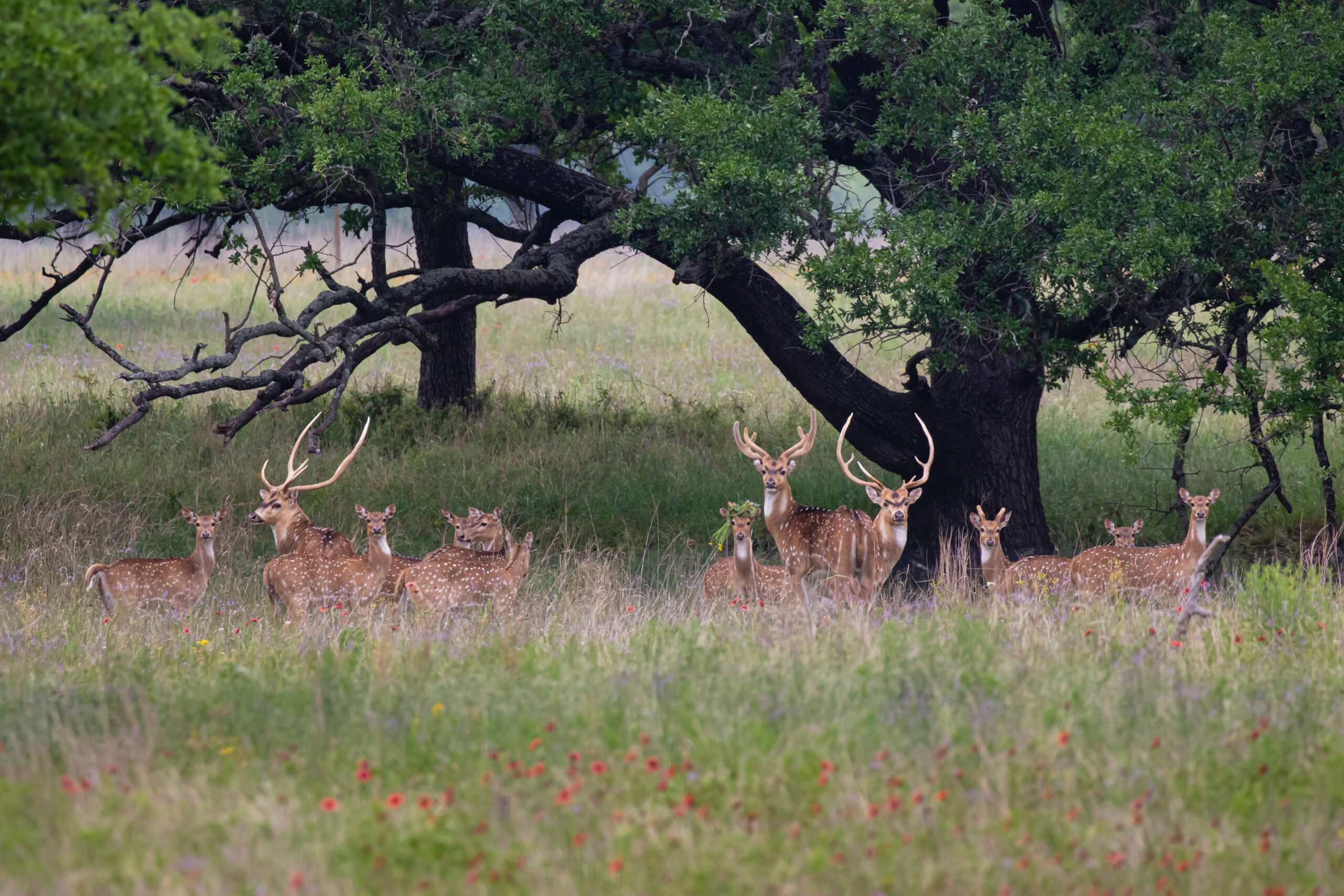 Axis Deer Hunting at Stone Creek Ranch: Premier Texas Hunting Ranch & Outfitter in Gatesville, TX