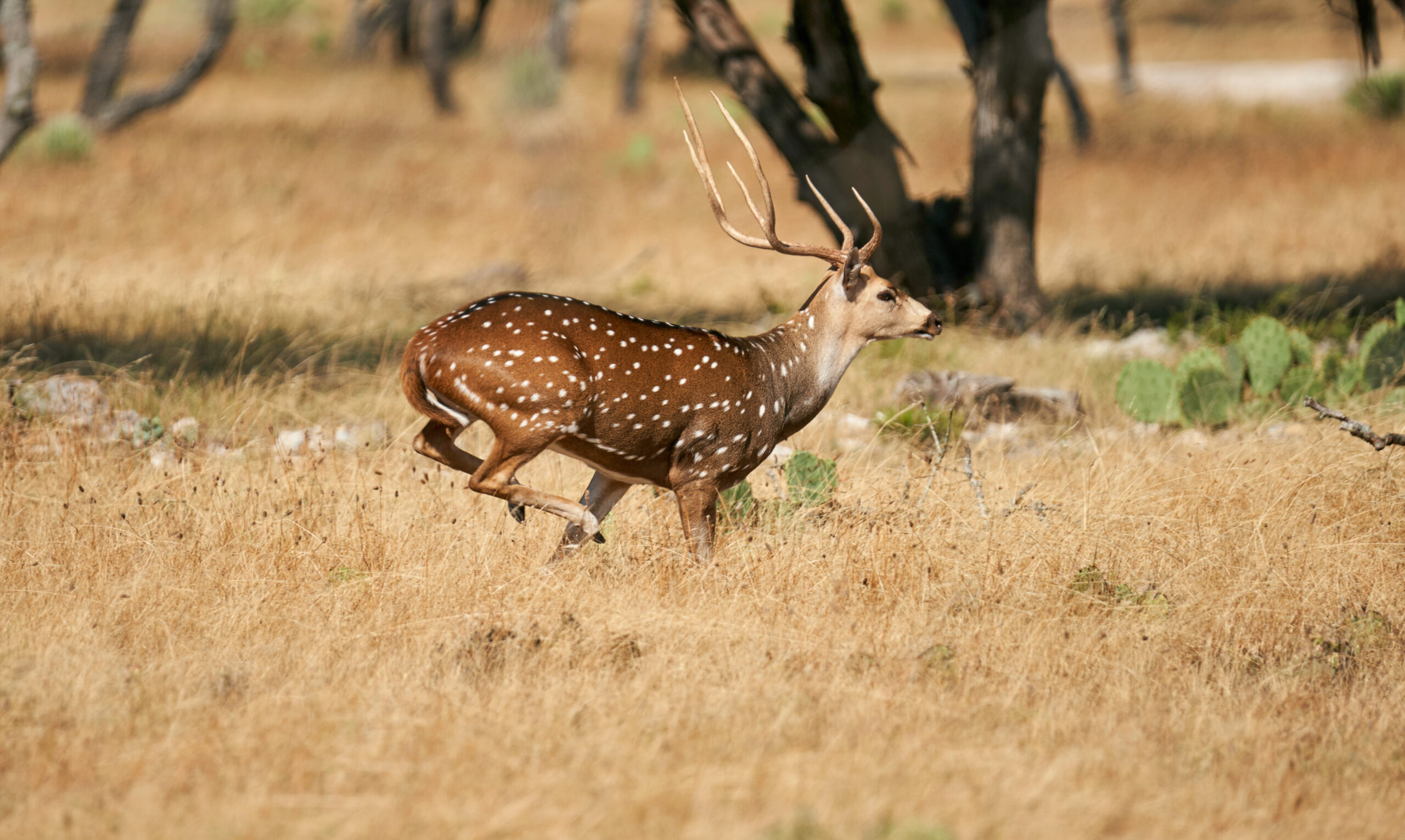 Axis Deer Hunting at Stone Creek Ranch: Premier Texas Hunting Ranch & Outfitter in Gatesville, TX