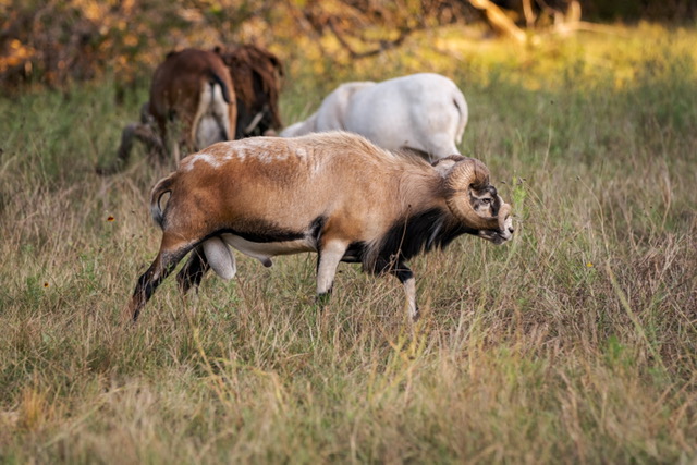 Texas Ram Slam at Stone Creek Ranch: Premier Texas Hunting Ranch & Outfitter in Gatesville, TX