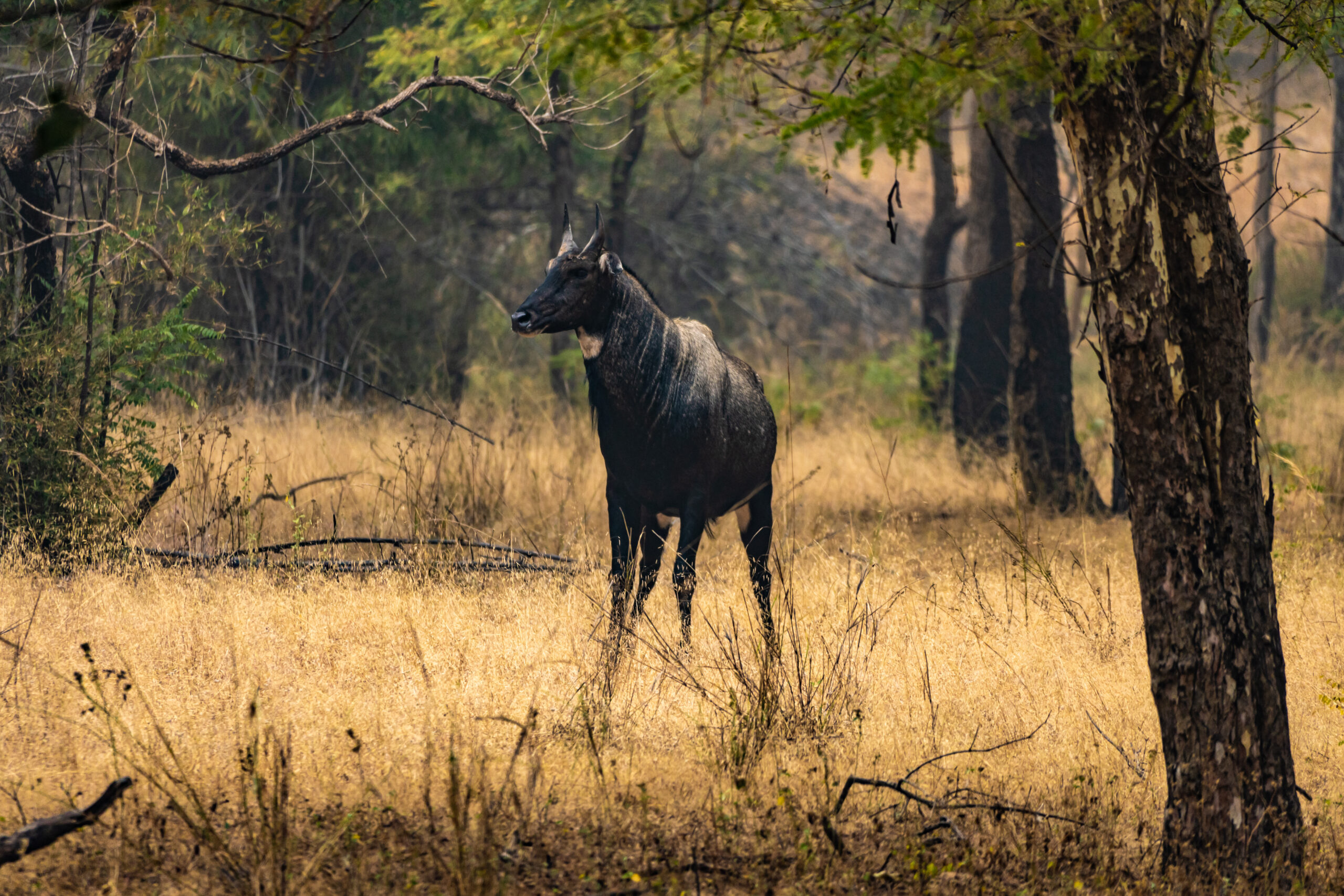 Nilgai Hunting in Texas at Stone Creek Ranch: Premier Texas Hunting Ranch & Outfitter in Gatesville, TX