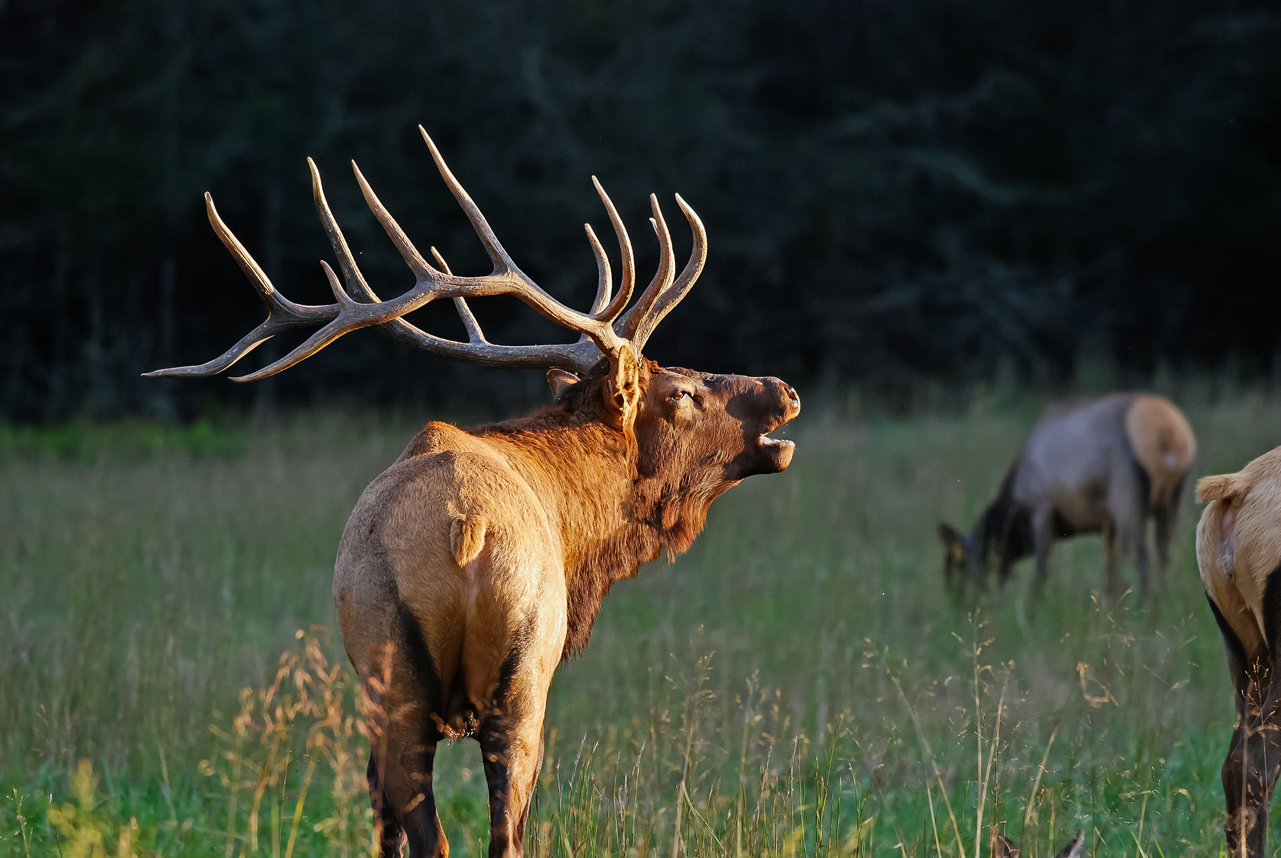 Trophy Elk Hunting in Texas - Stone Creek Ranch: Premier Texas Hunting Ranch & Outfitter in Gatesville, TX