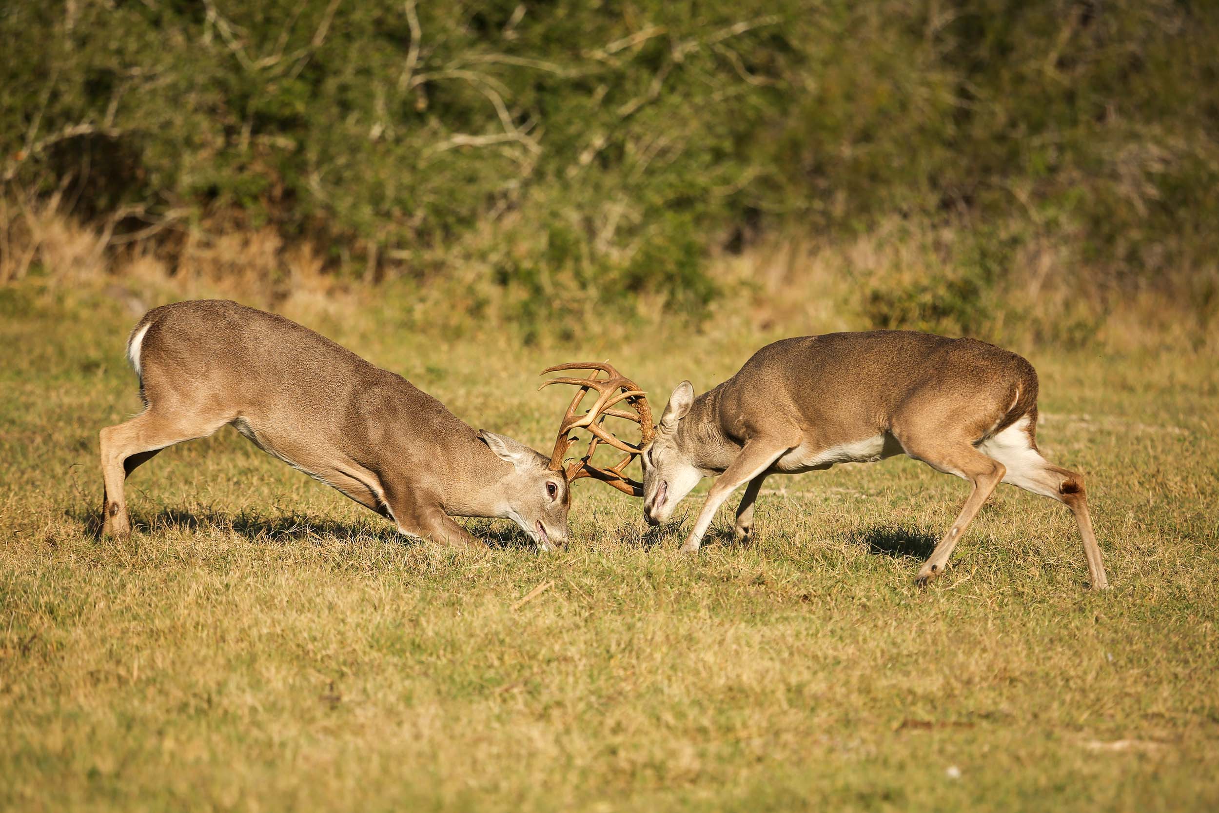 Trophy Whitetail Deer Hunting in Texas - Stone Creek Ranch: Premier Texas Hunting Ranch & Outfitter in Gatesville, TX