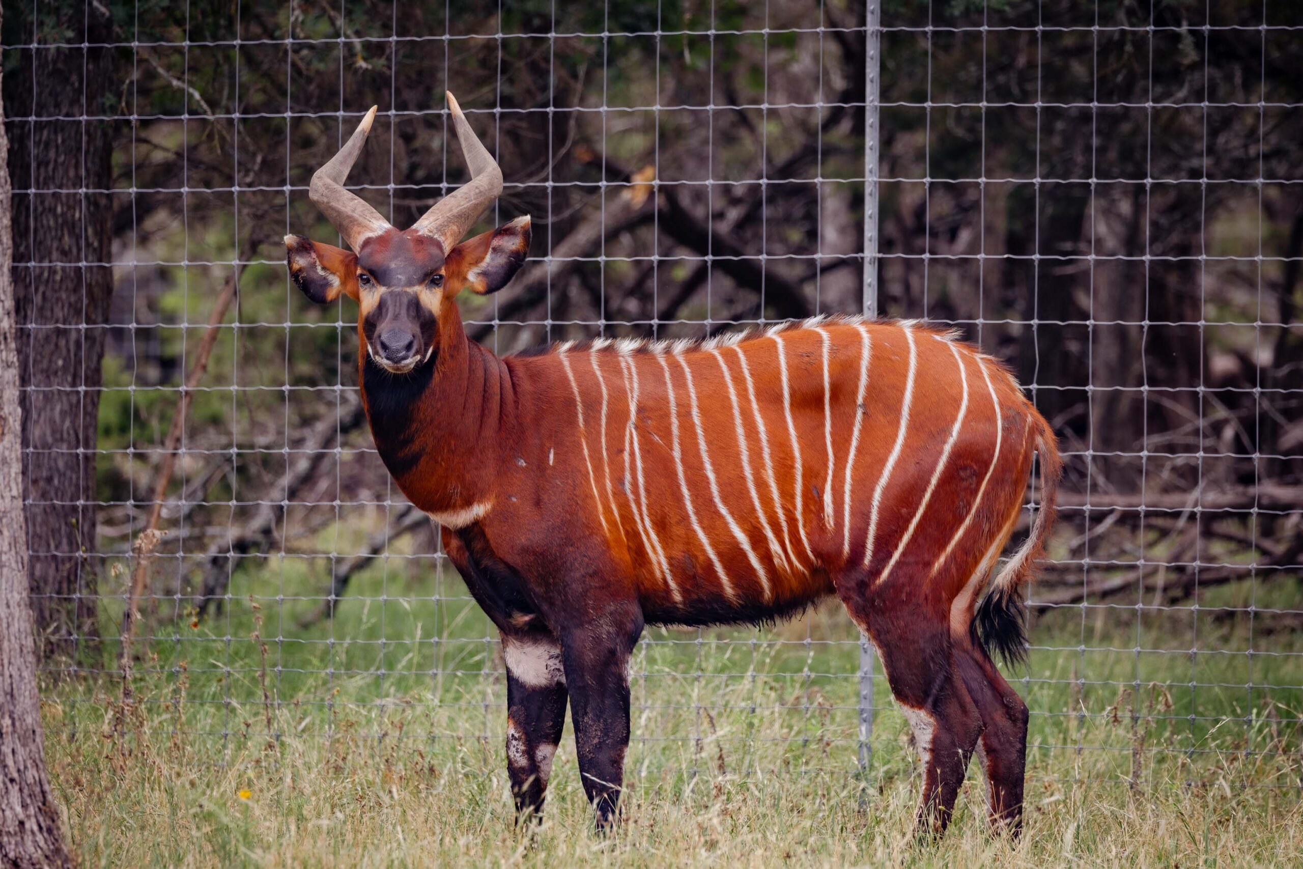 Bongo Hunting in Texas at Stone Creek Ranch: Premier Texas Hunting Ranch & Outfitter in Gatesville, TX