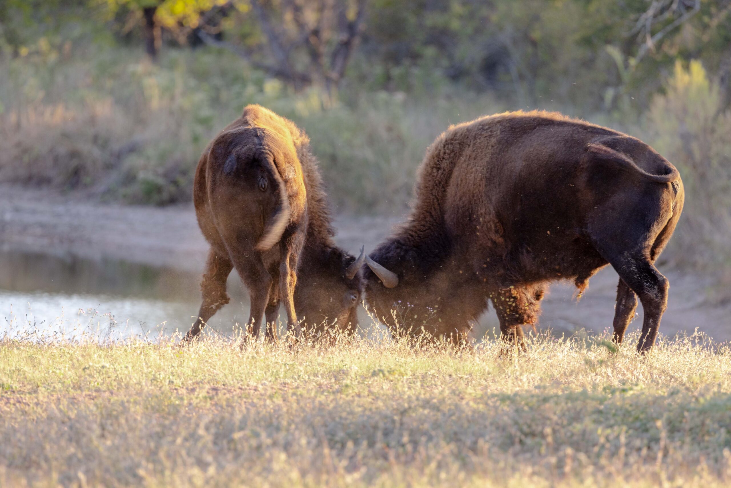 American Bison Hunts in Texas - Stone Creek Hunting Ranch Gatesville, TX