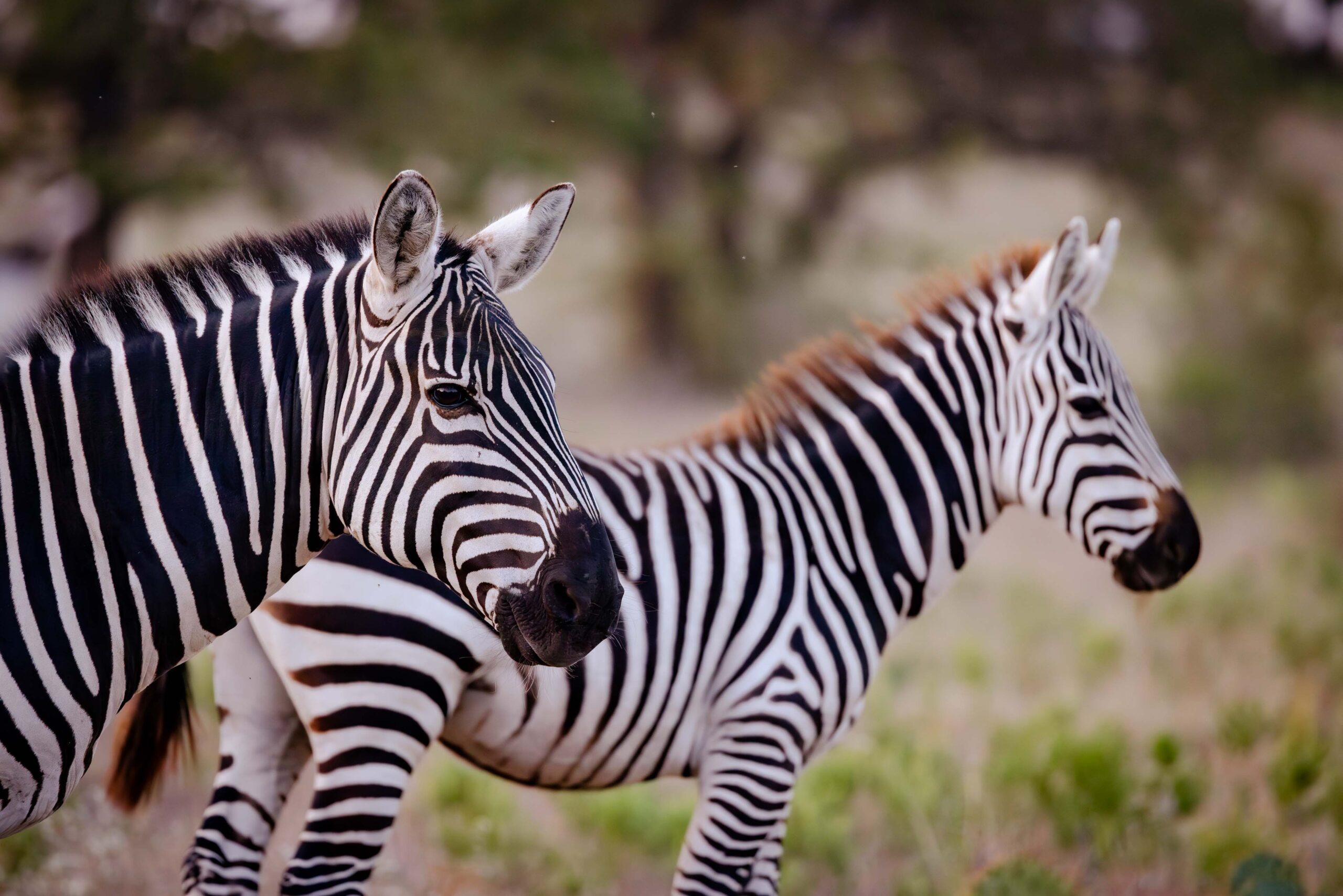 Texas Zebra Hunting - Stone Creek Hunting Ranch Gatesville, TX