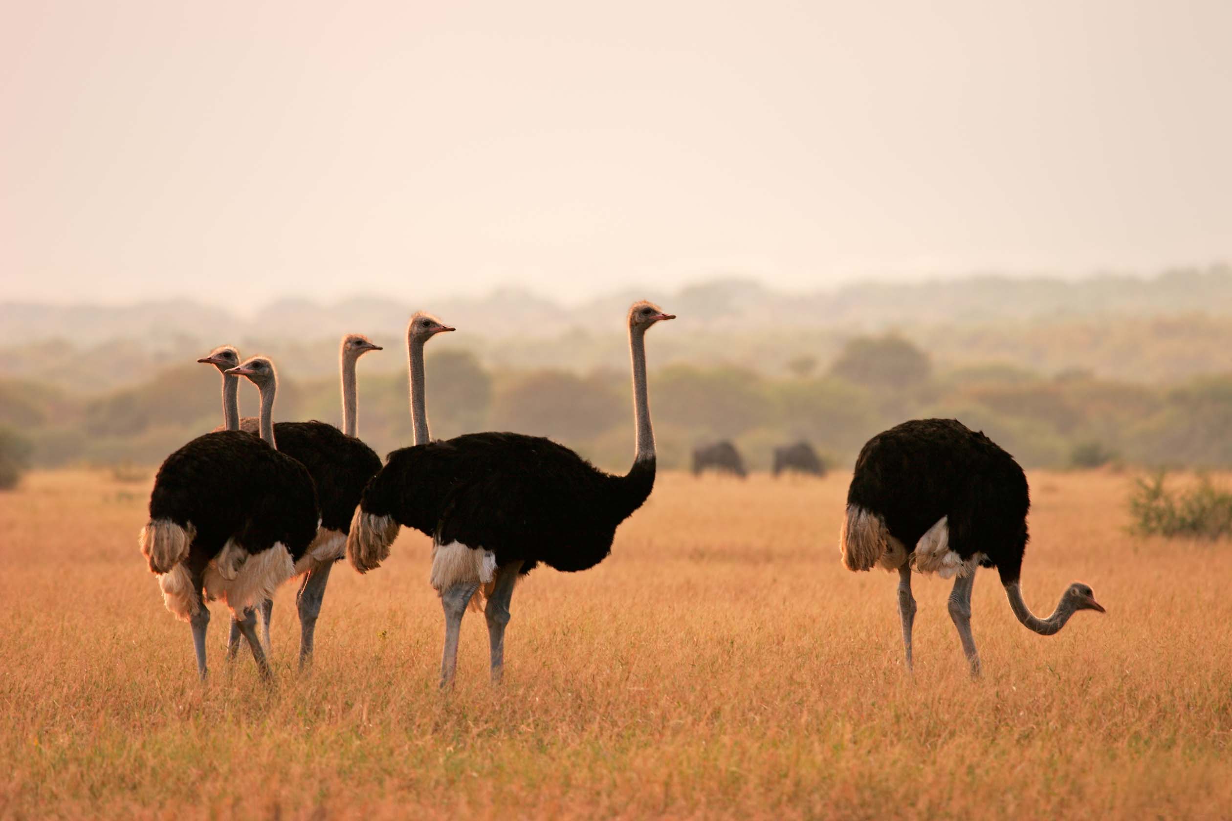 Texas Ostrich Hunting - Stone Creek Hunting Ranch Gatesville, TX