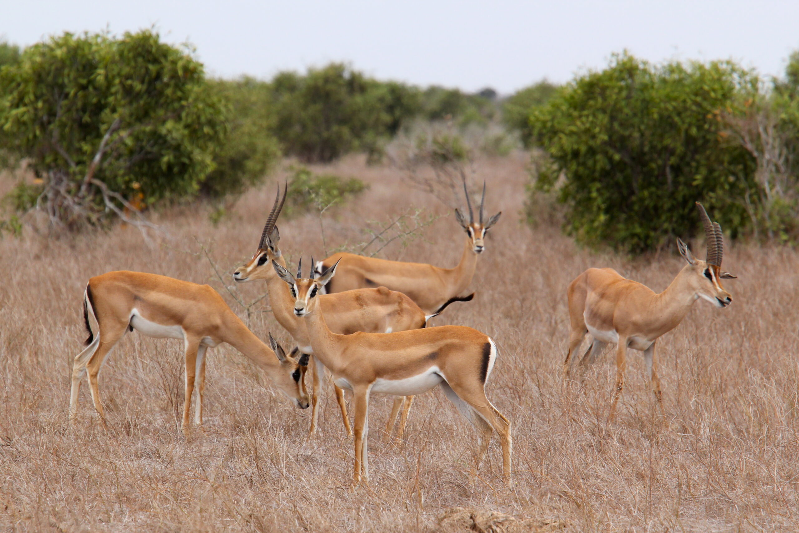 Grant Gazelle Hunts - Stone Creek Ranch