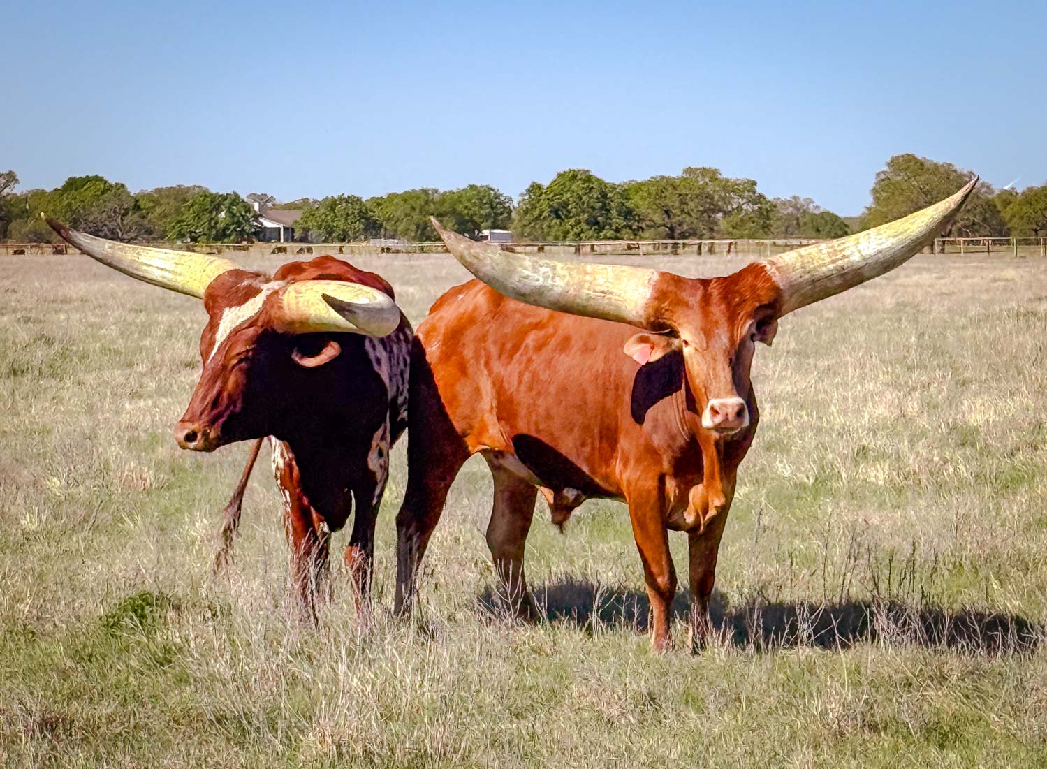 Texas Watusi Hunts - Stone Creek Ranch