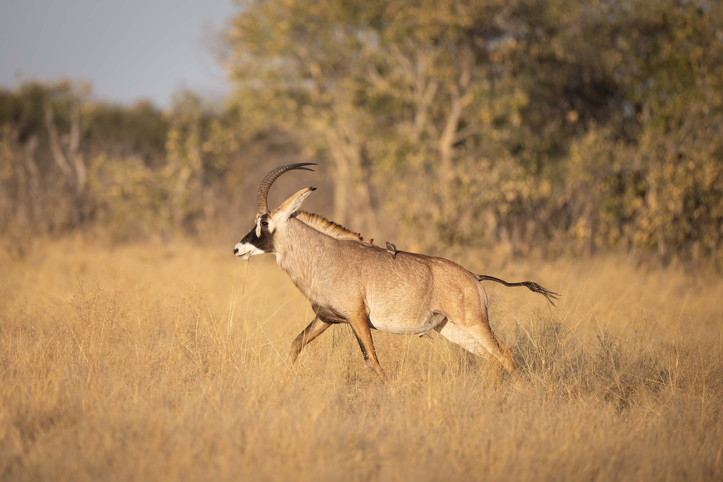 Roan Antelope Hunting - Stone Creek Ranch1