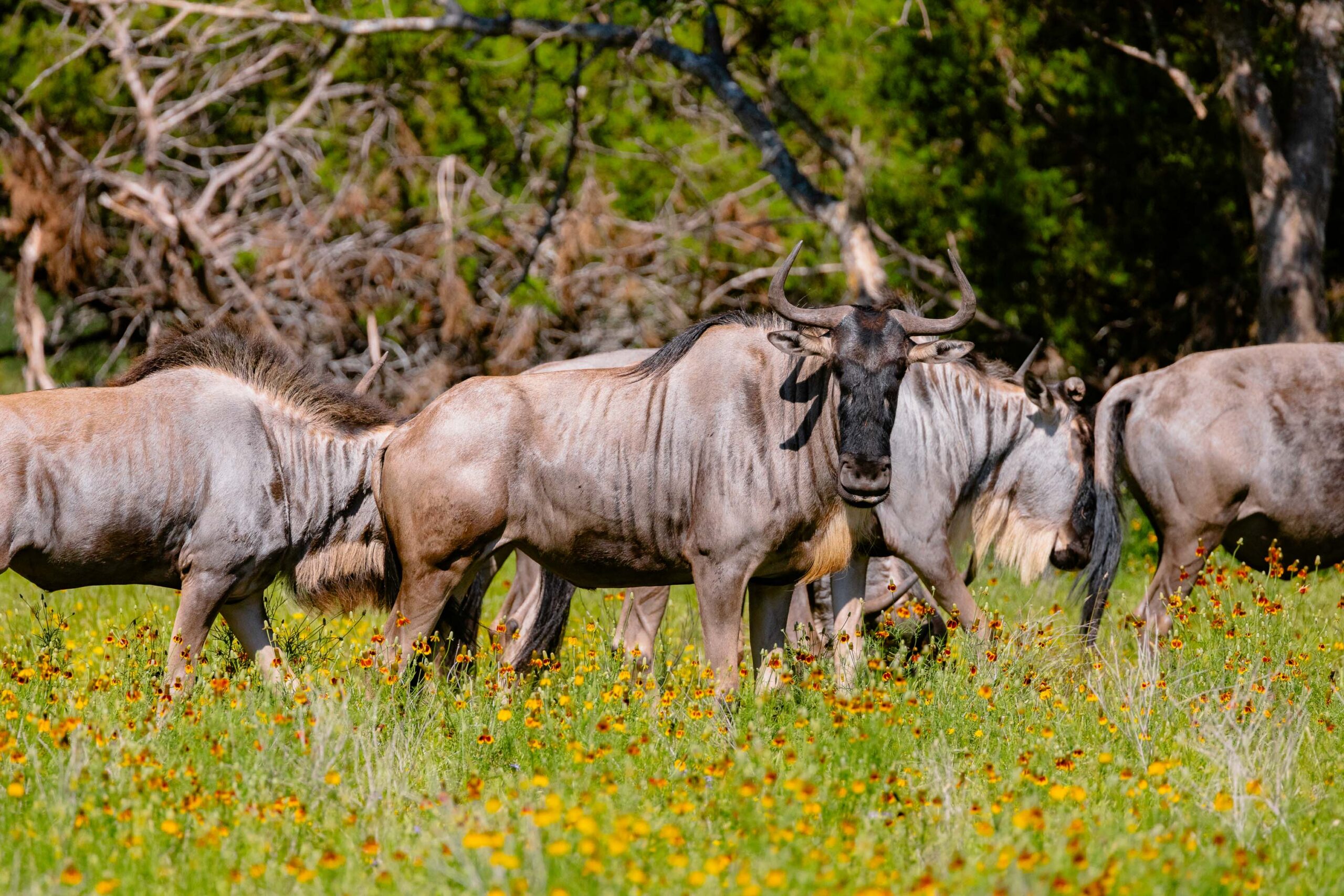 Texas Wildebeest Hunts -Stone Creek Ranch