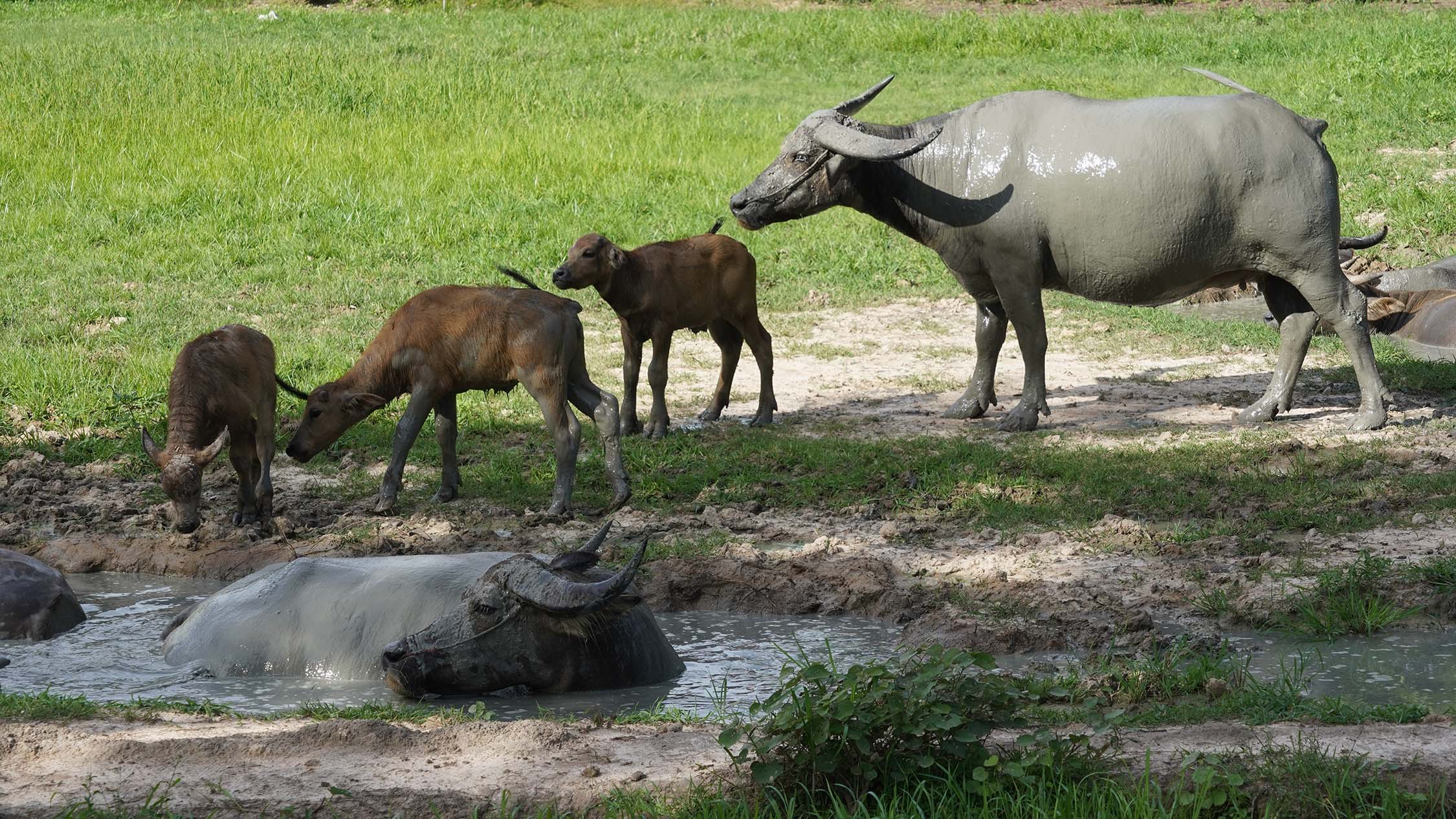 Texas Water Buffalo Hunts - Stone Creek Ranch