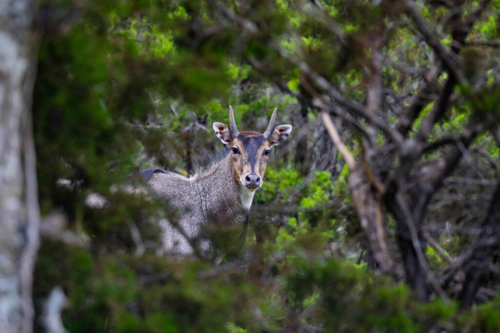 10 Things Every Hunter Should Know About the Nilgai _ Cen-Tex Marketing