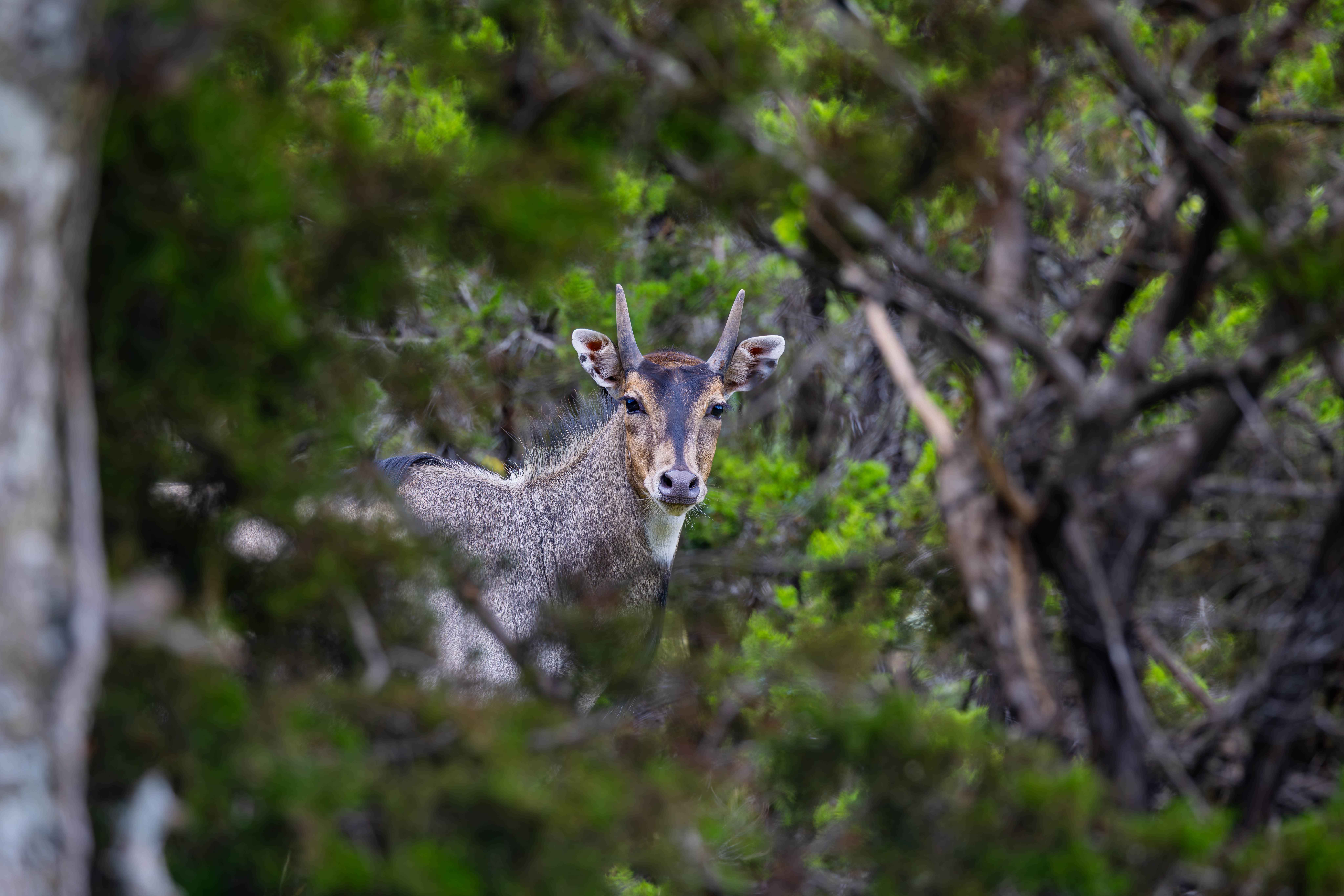 10 Things Every Hunter Should Know About the Nilgai _ Cen-Tex Marketing