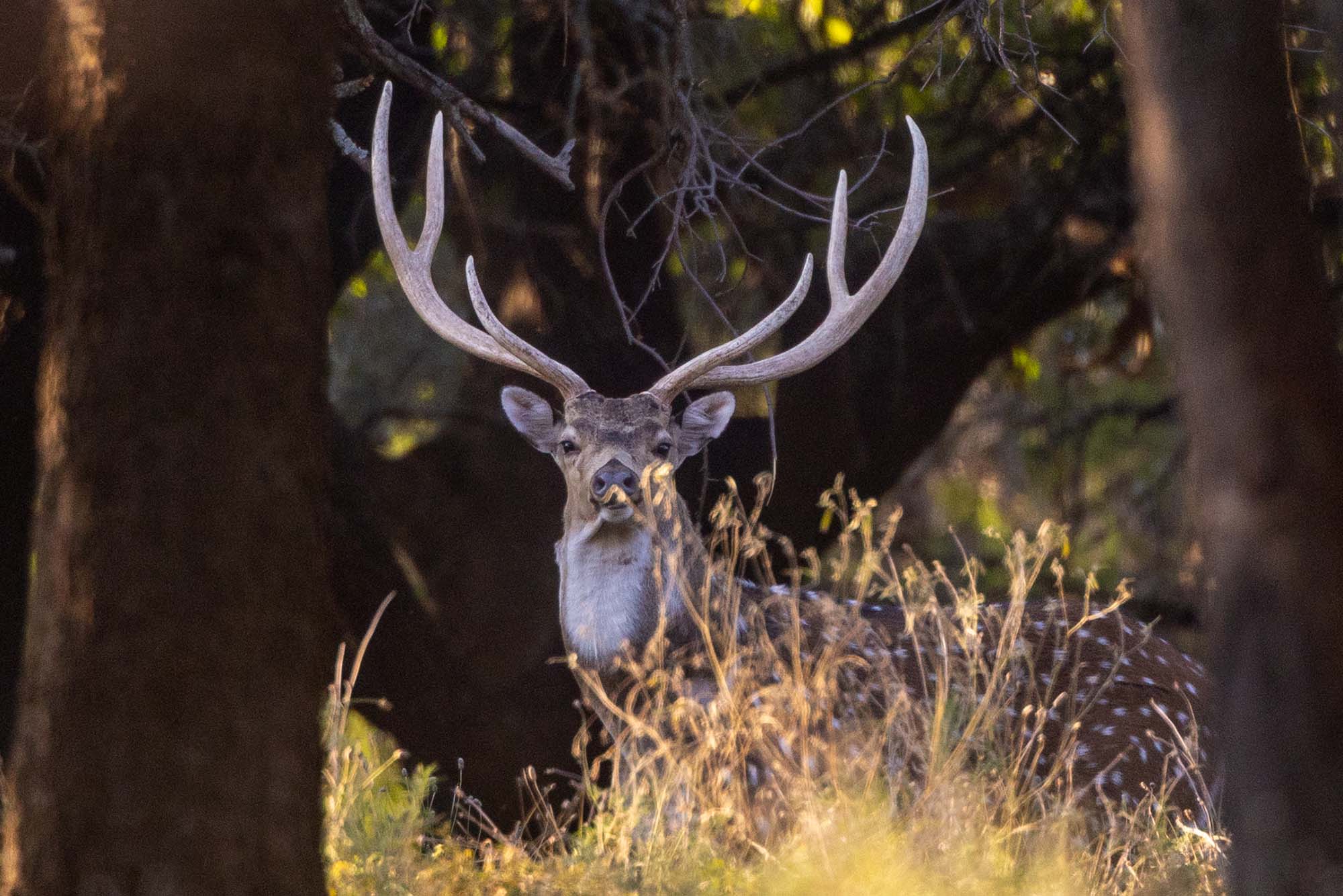 Axis Deer 101 Biology, Behavior & Habitat in the Texas Hill Country _ Cen Tex Marketing