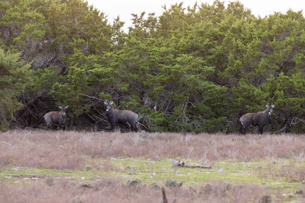 Shot Placement on Nilgai A Hunter's Diagram Guide _ Cen-Tex Marketing