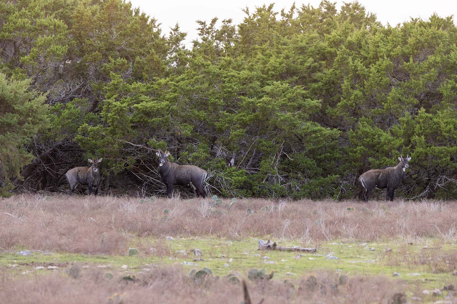 Shot Placement on Nilgai A Hunter's Diagram Guide _ Cen-Tex Marketing