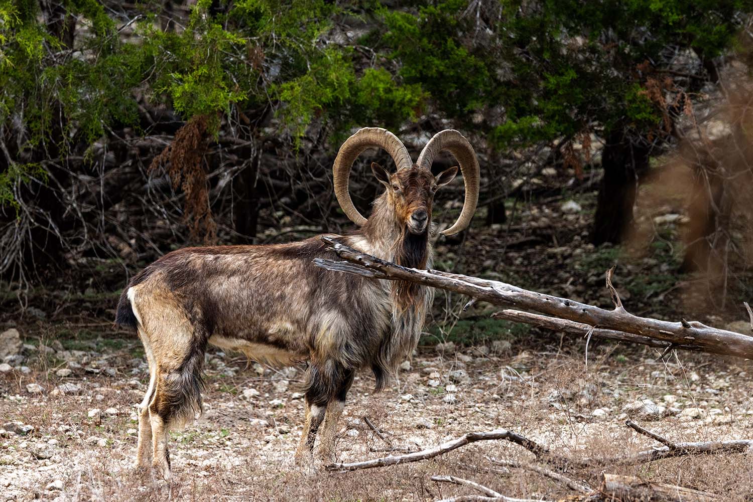 What Do Aoudad Eat Diet, Range & Behavior Explained _ Cen-Tex Marketing