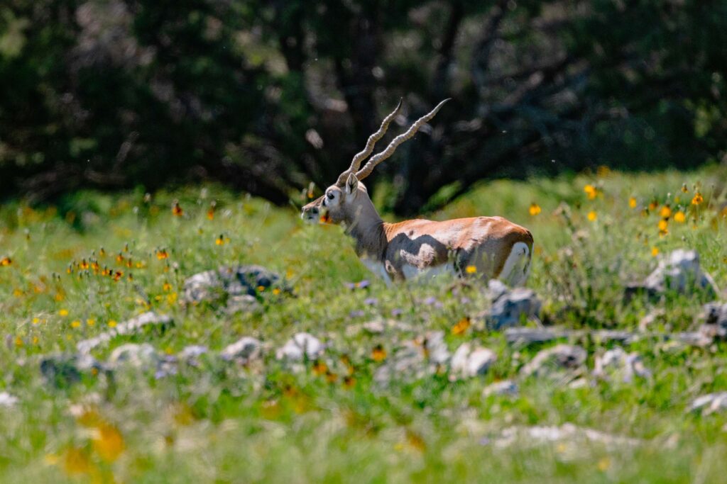 Blackbuck Rut & Breeding Behavior Every Hunter Should Understand _ Cen-Tex Marketing