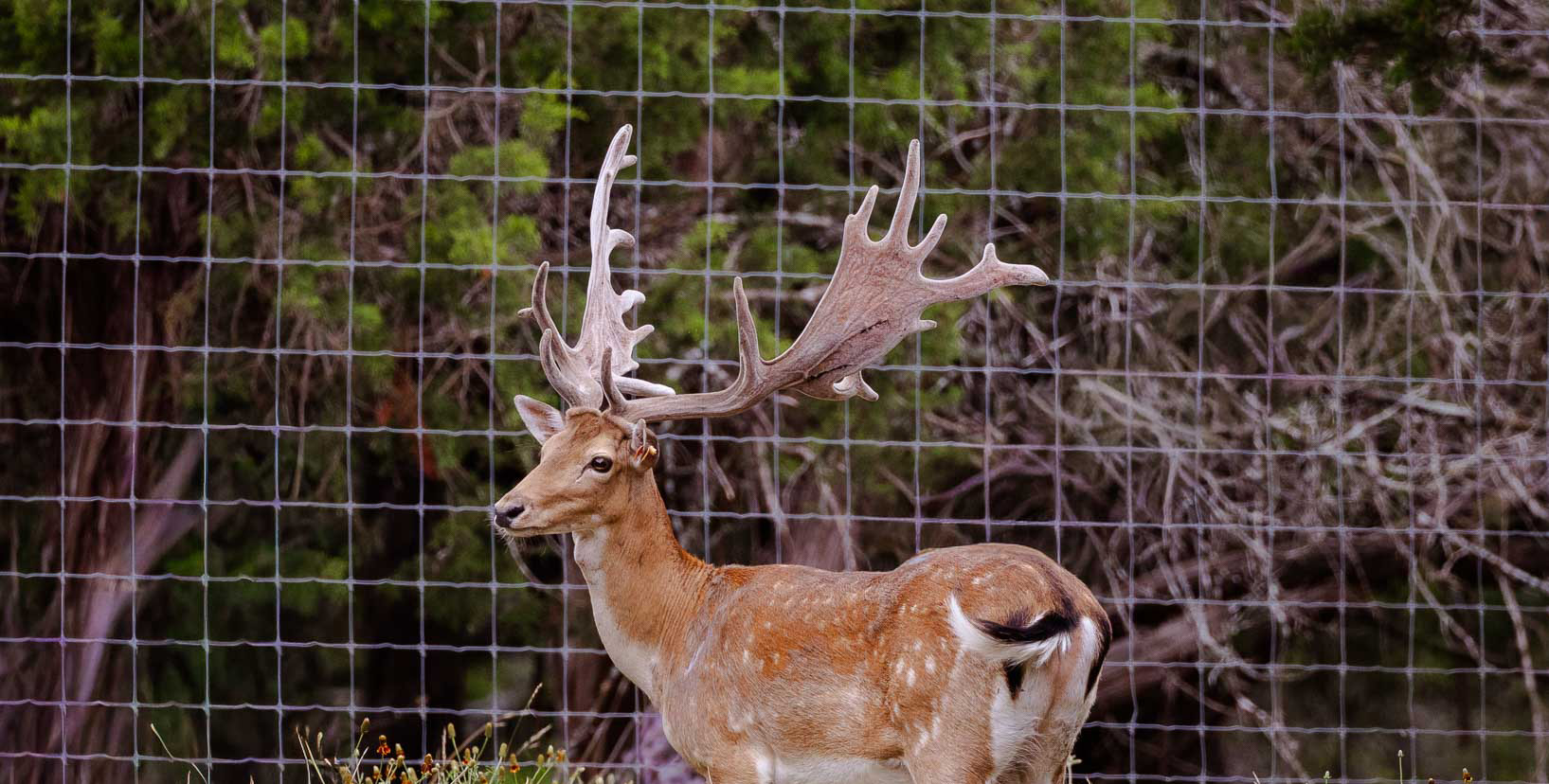 Fallow Deer 101 Biology, Behavior & Habitat _ Cen-Tex Marketing