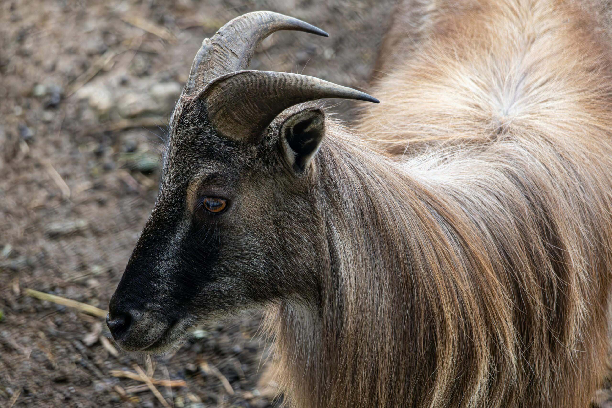 Himalayan Tahr Hunting in Texas What You Need to Know Before You Book _ Cen-Tex Marketing