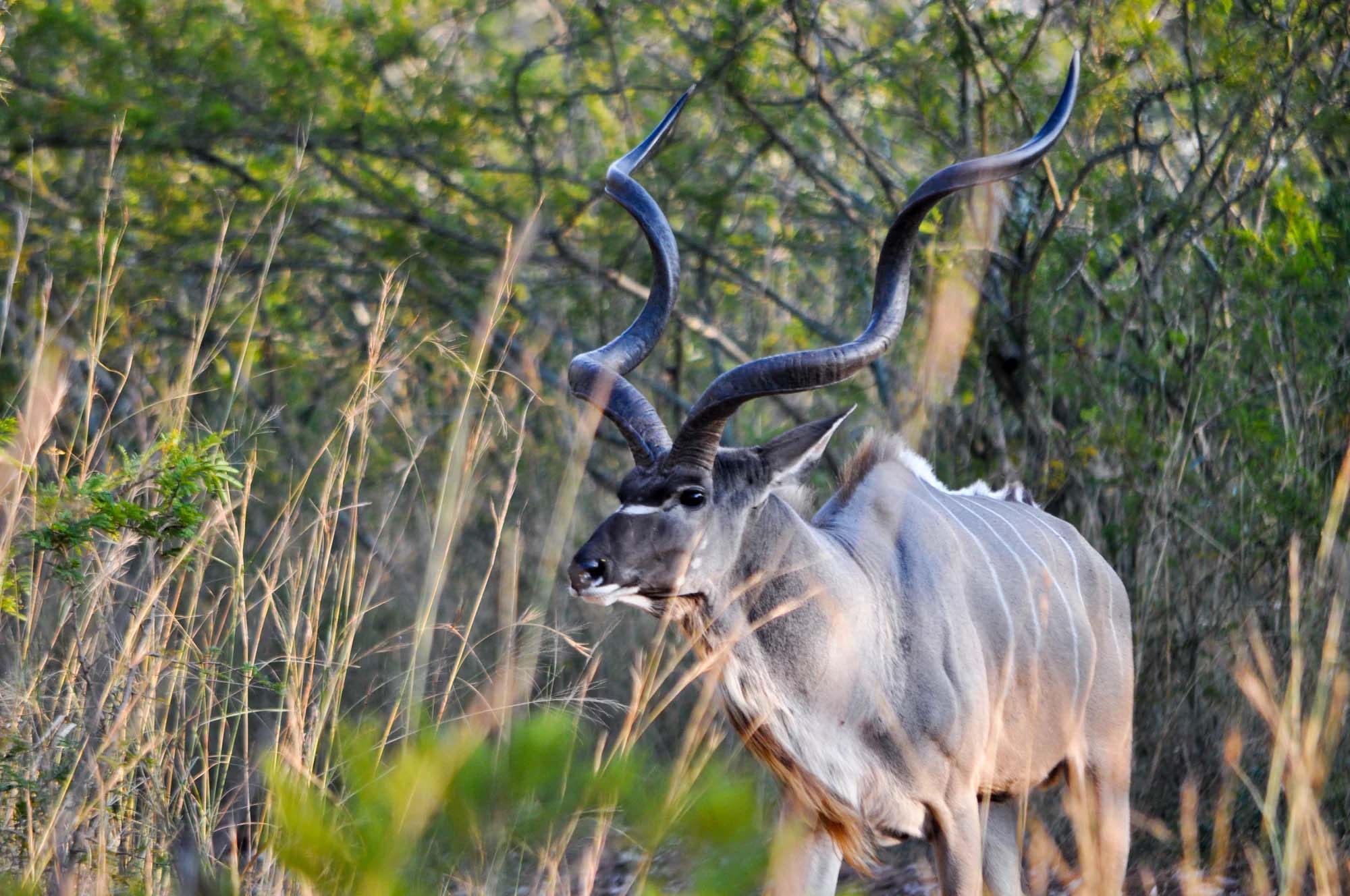 Judging a Trophy Kudu How to Score the Horns _ Cen-Tex Marketing