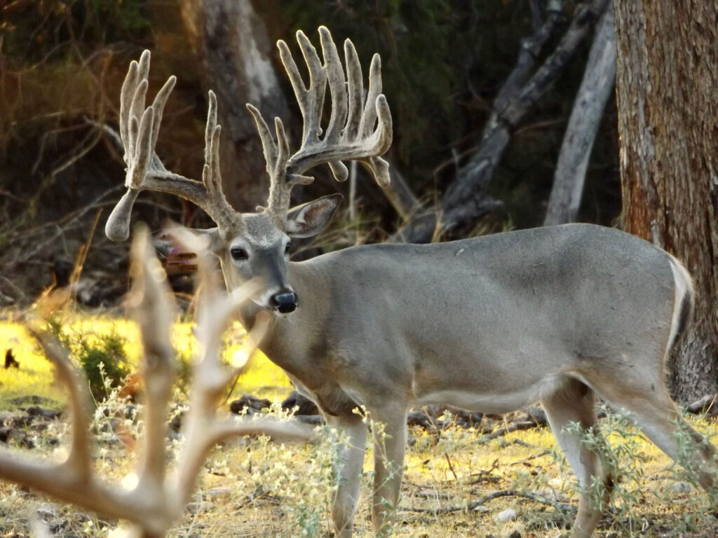 Summer Scouting for Whitetail- How to Use Trail Cameras to Pattern Big Bucks _ Cen-Tex Marketing