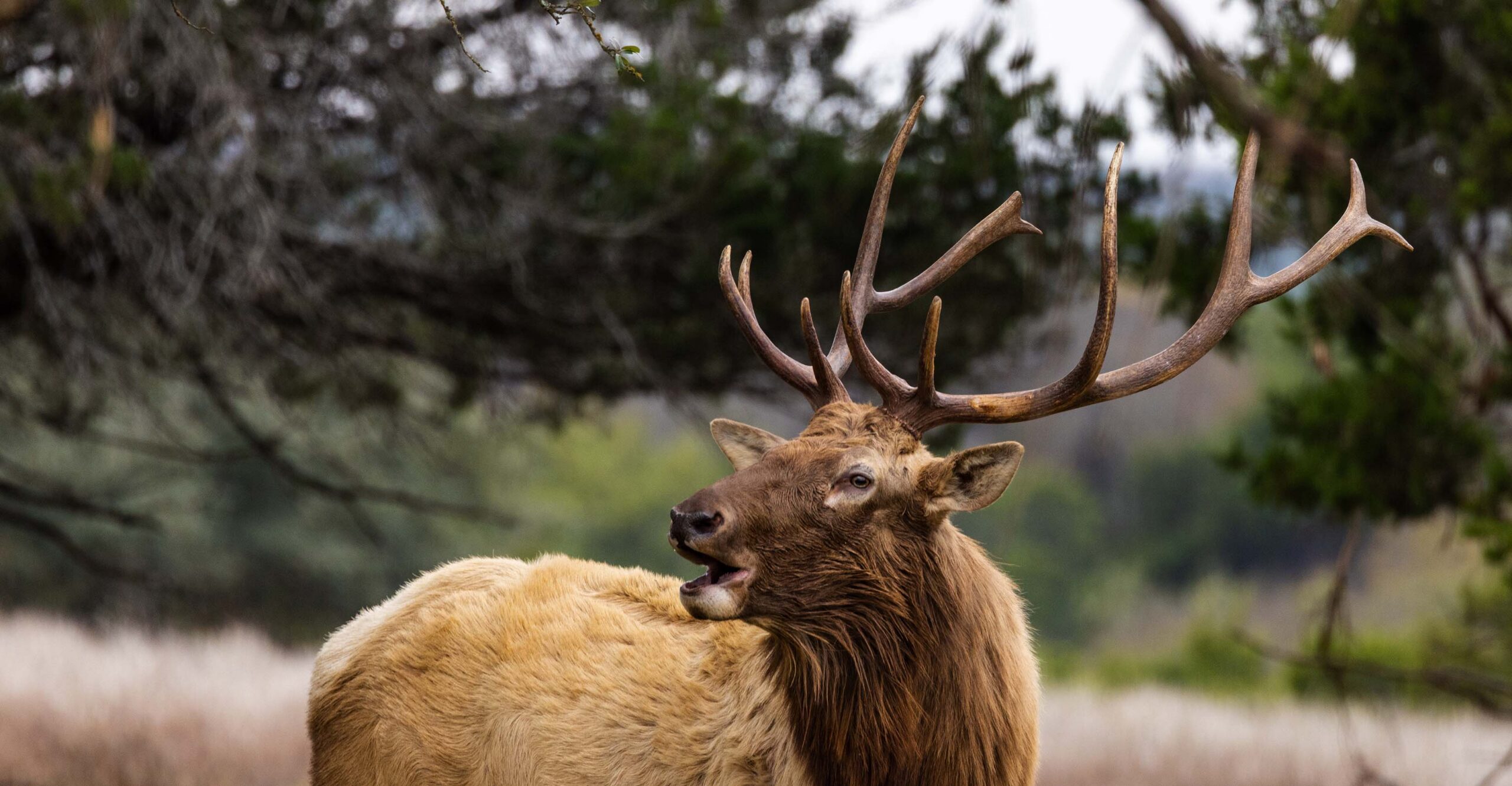 Texas Elk Hunting in September- Chasing the Bugle in the Hill Country _ Cen-Tex Marketing
