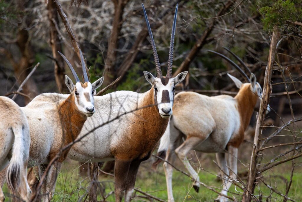 The Story of Scimitar Oryx in Texas- How This Exotic Took Root _ Cen-Tex Marketing